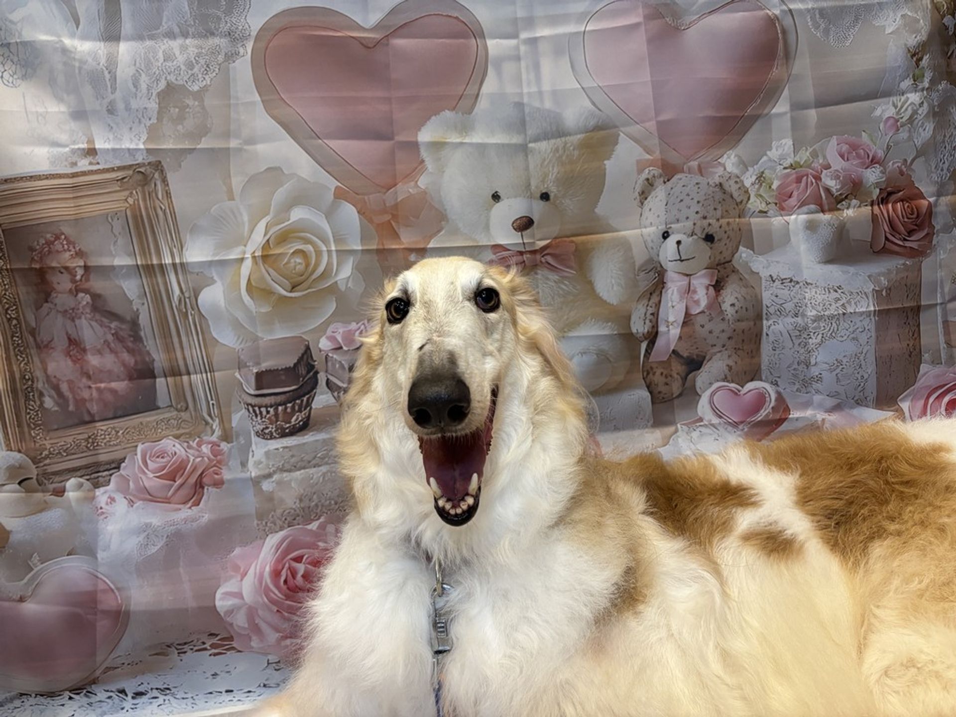 ボルゾイ・オスの里親募集の写真