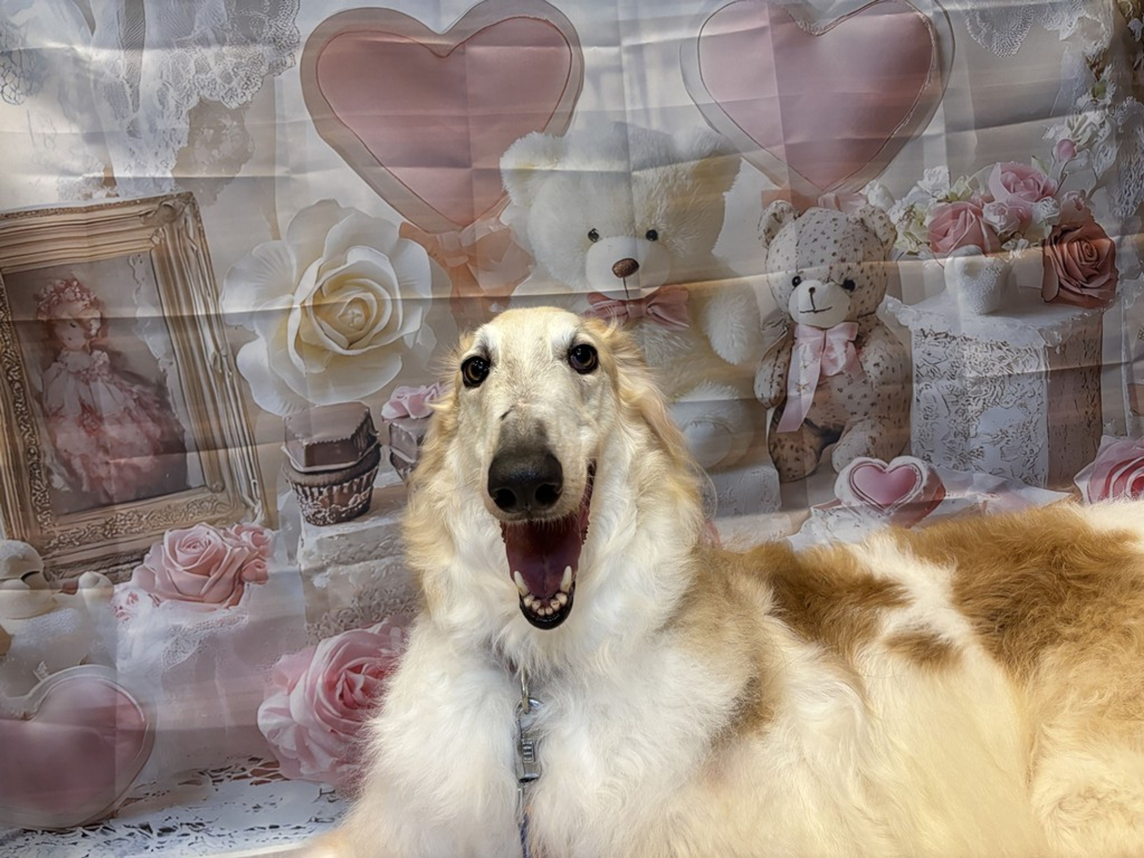 ボルゾイ・オスの里親募集の写真