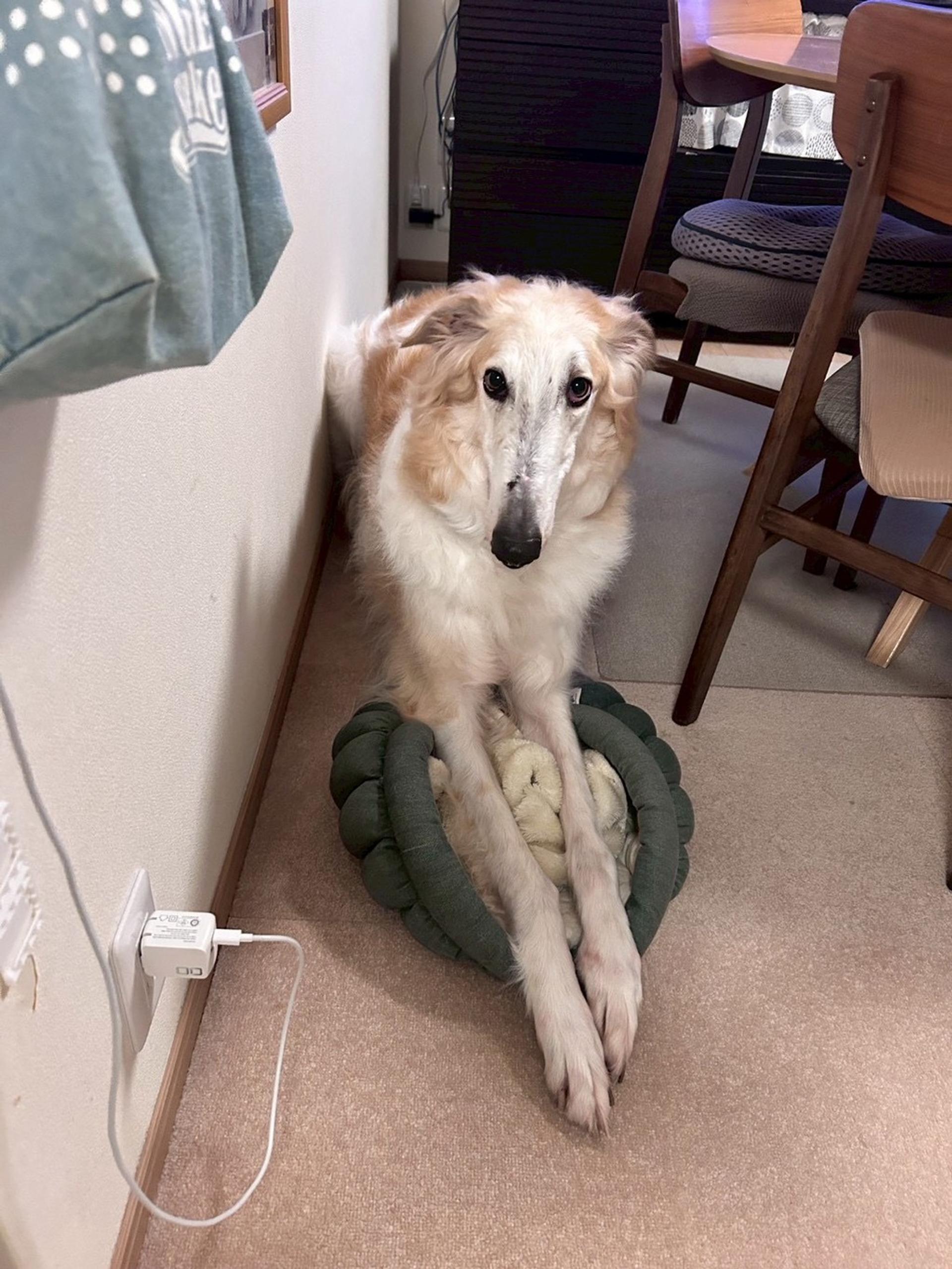 pet-image-2