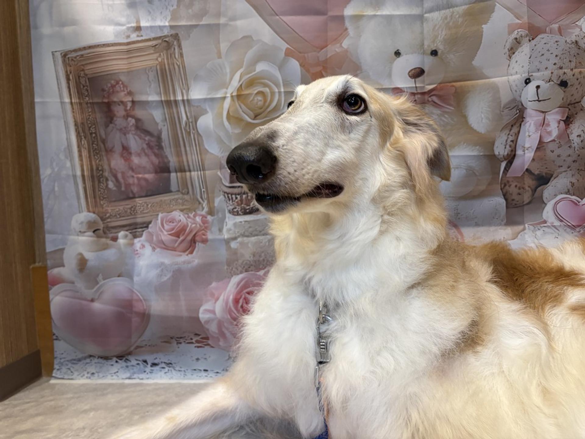 pet-image-4