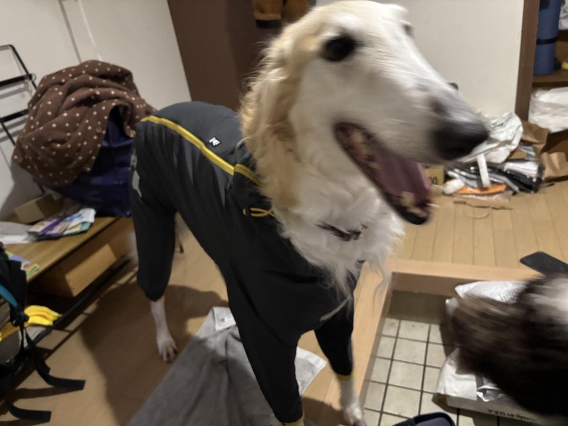 pet-image-5