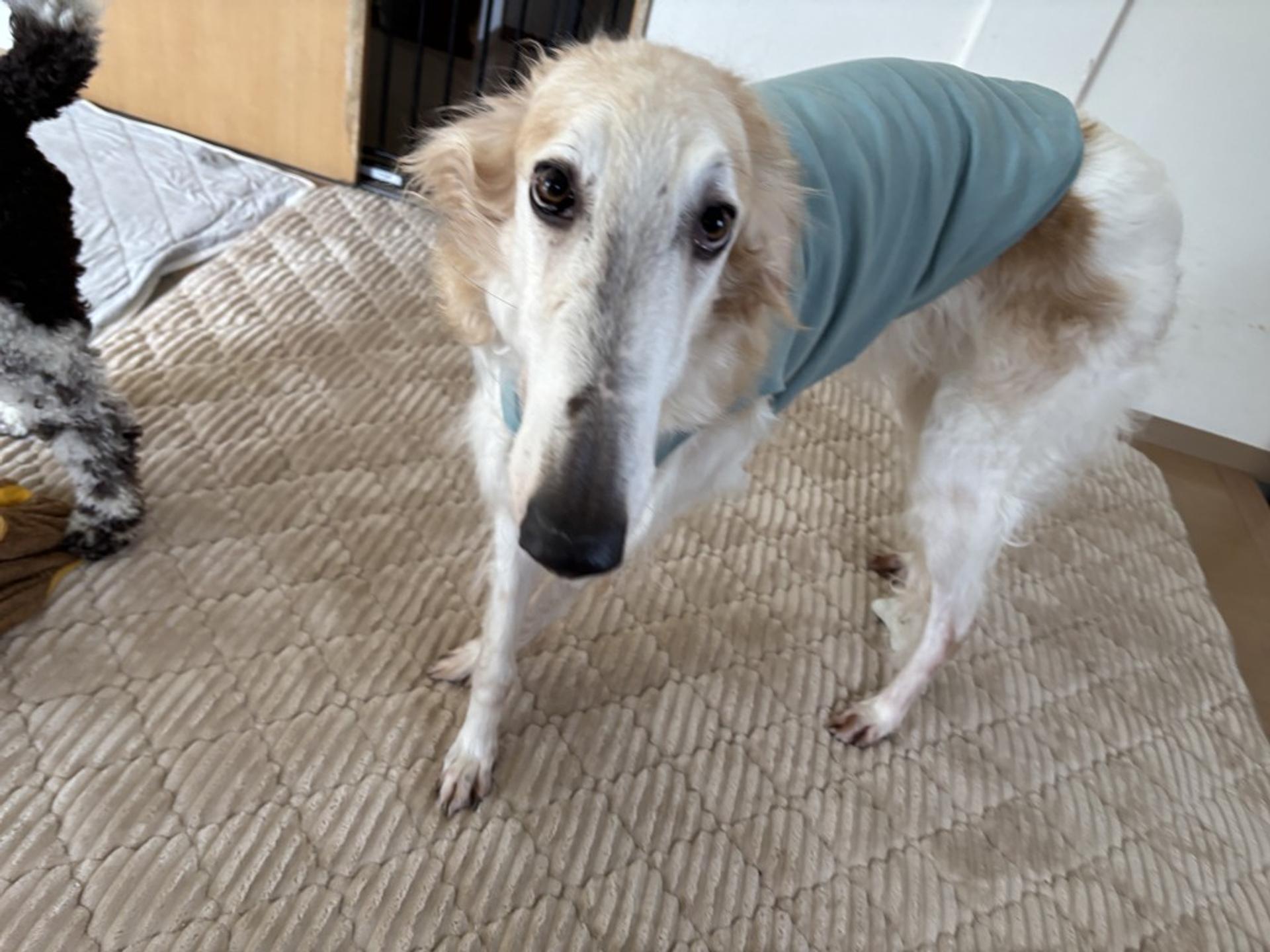 pet-image-6