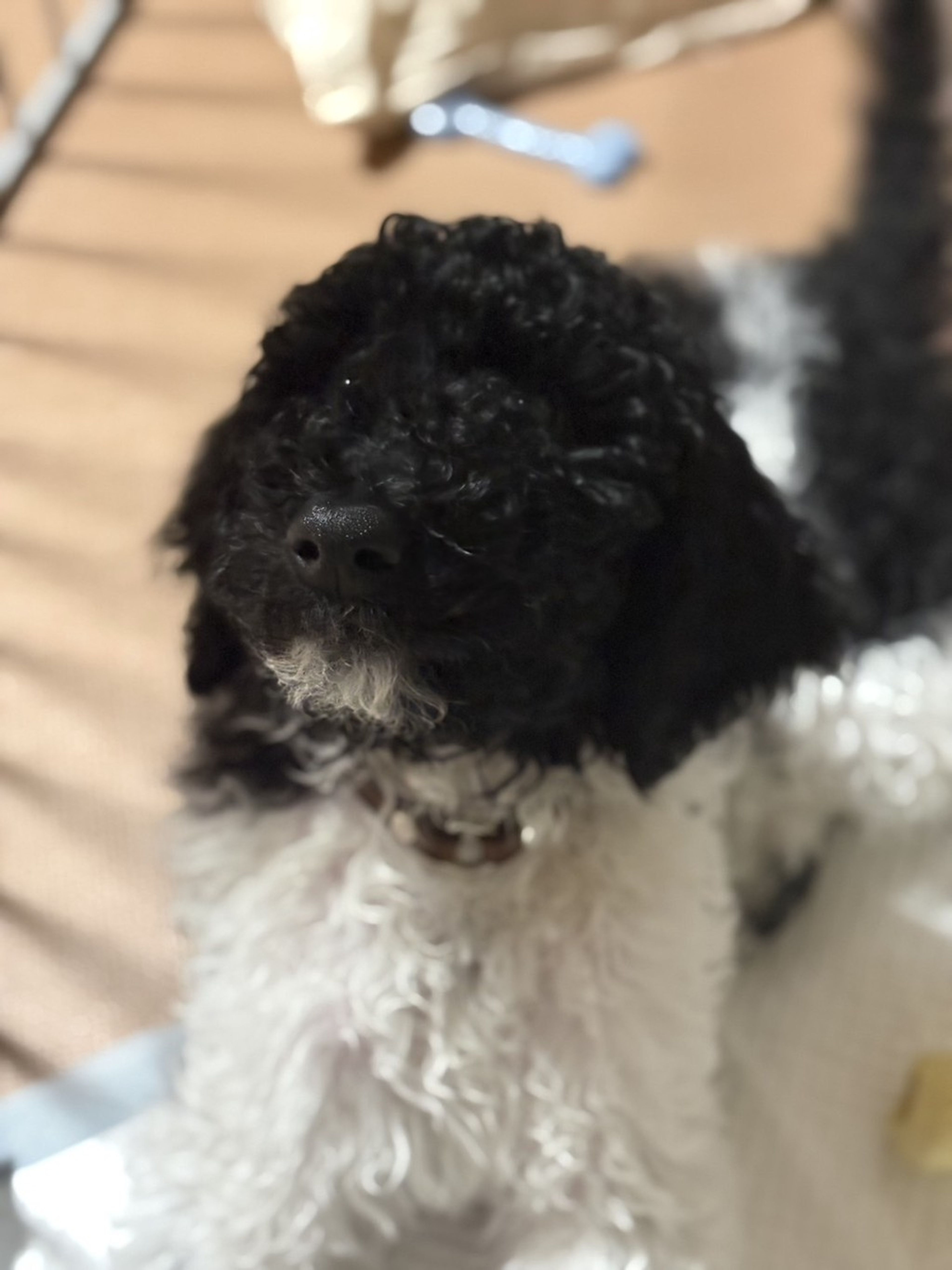 スタンダードプードル・メスの里親募集の写真