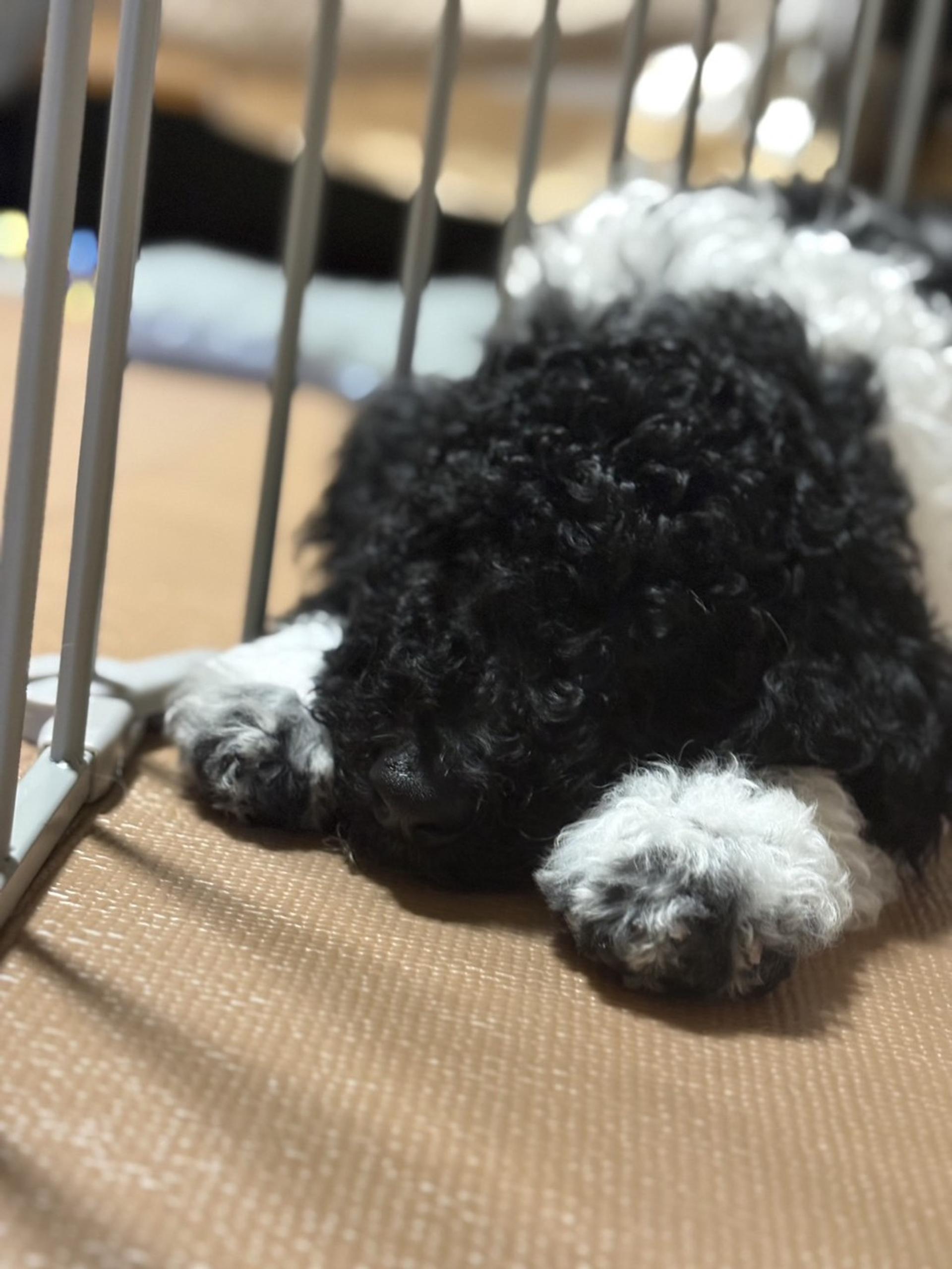 pet-image-4