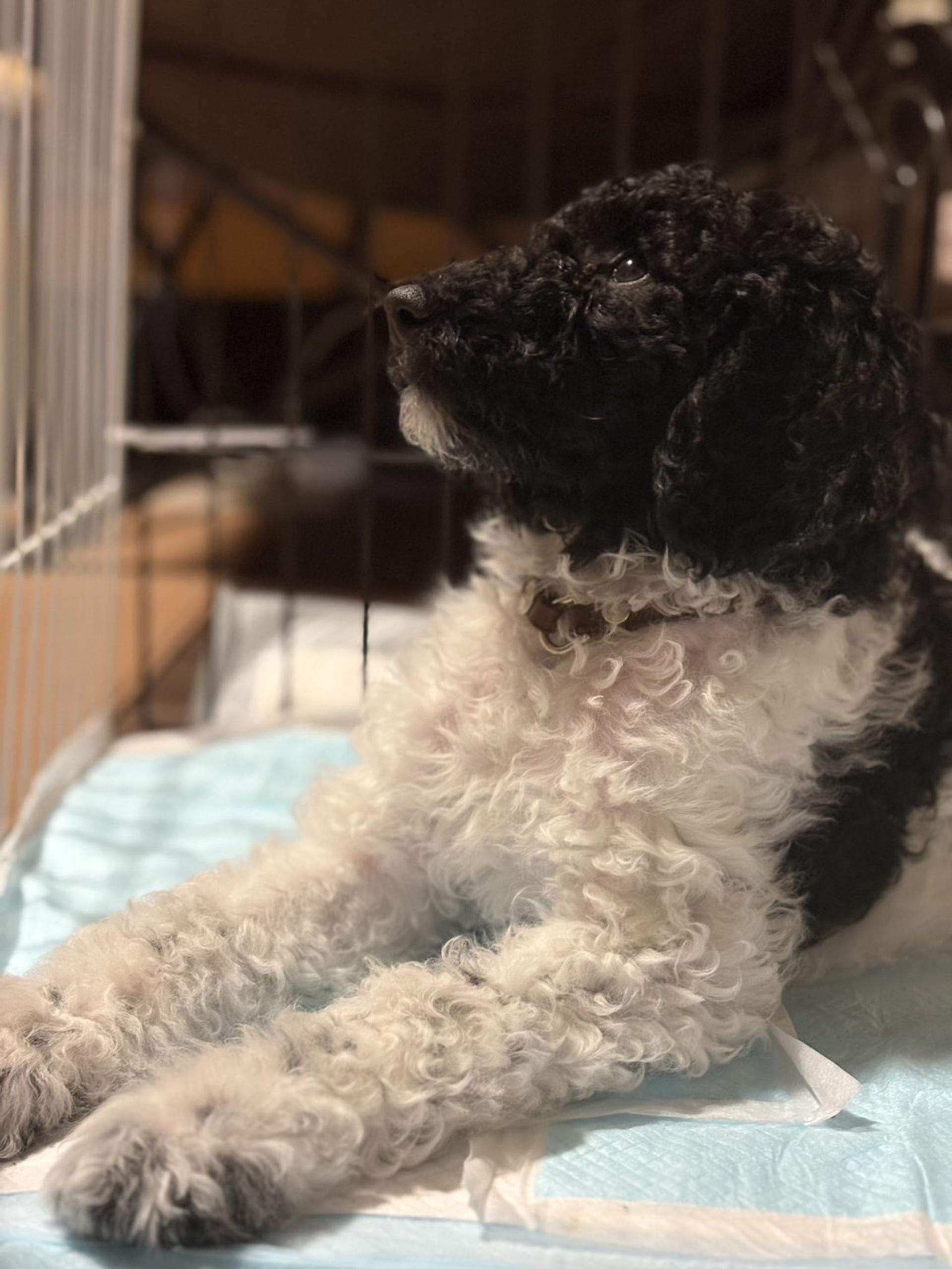 pet-image-5
