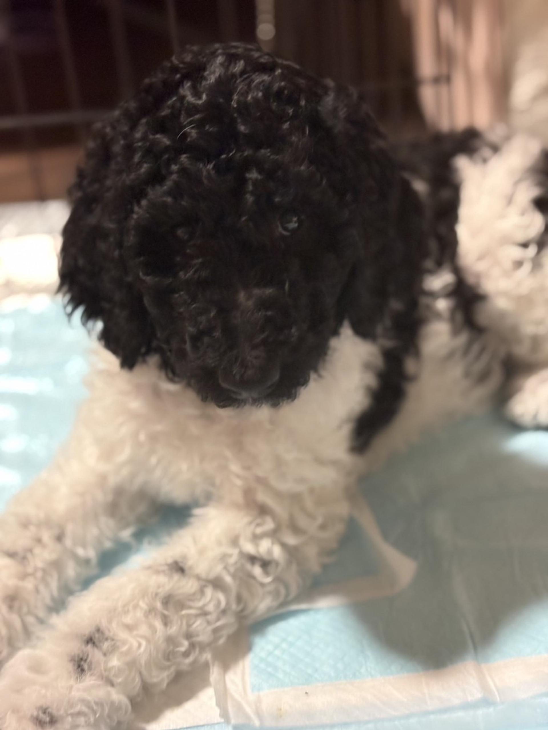 pet-image-6