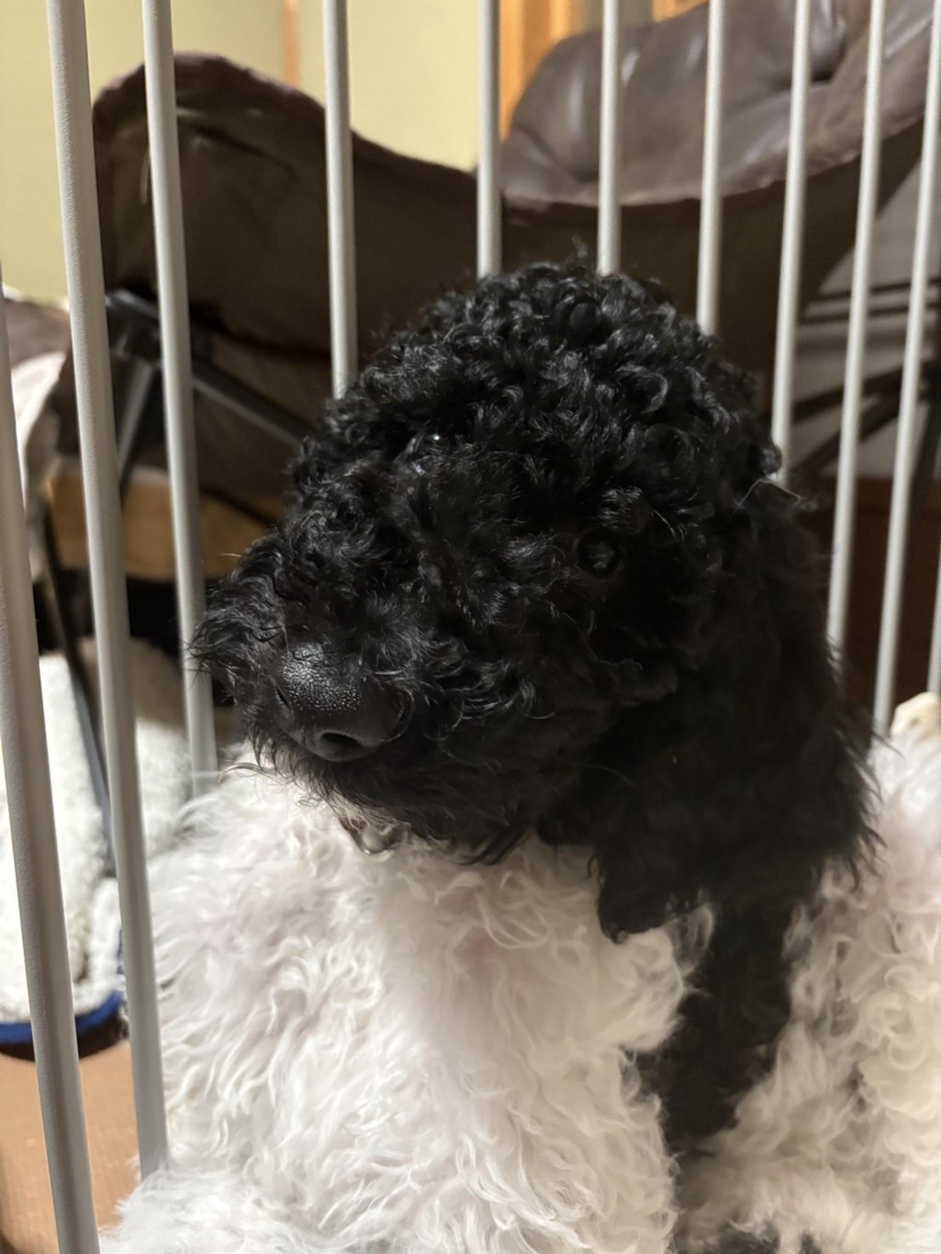 pet-image-7