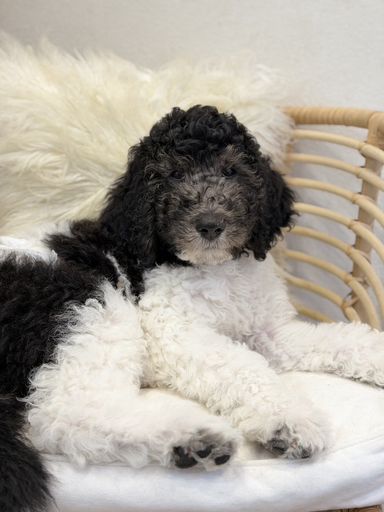 スタンダードプードル・オスの里親募集の写真