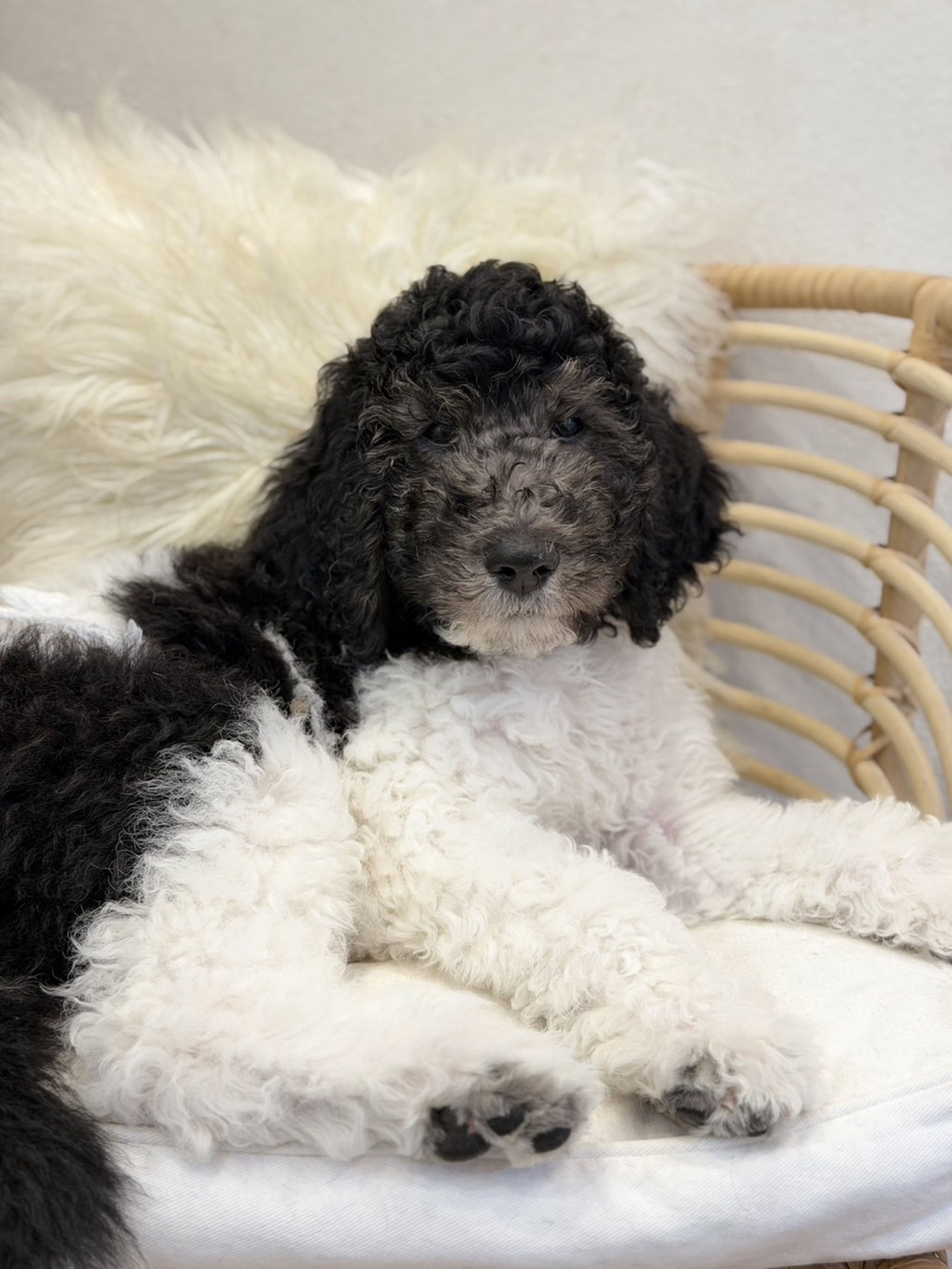 スタンダードプードル・オスの里親募集の写真