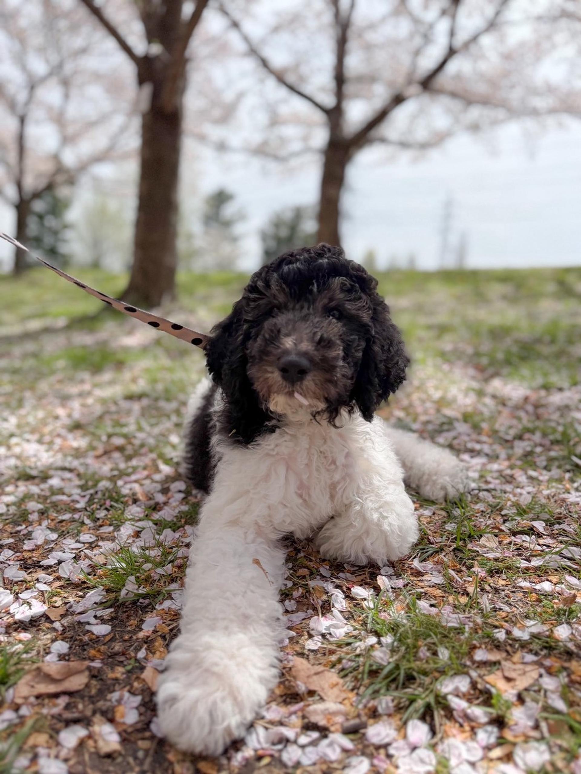 pet-image-4