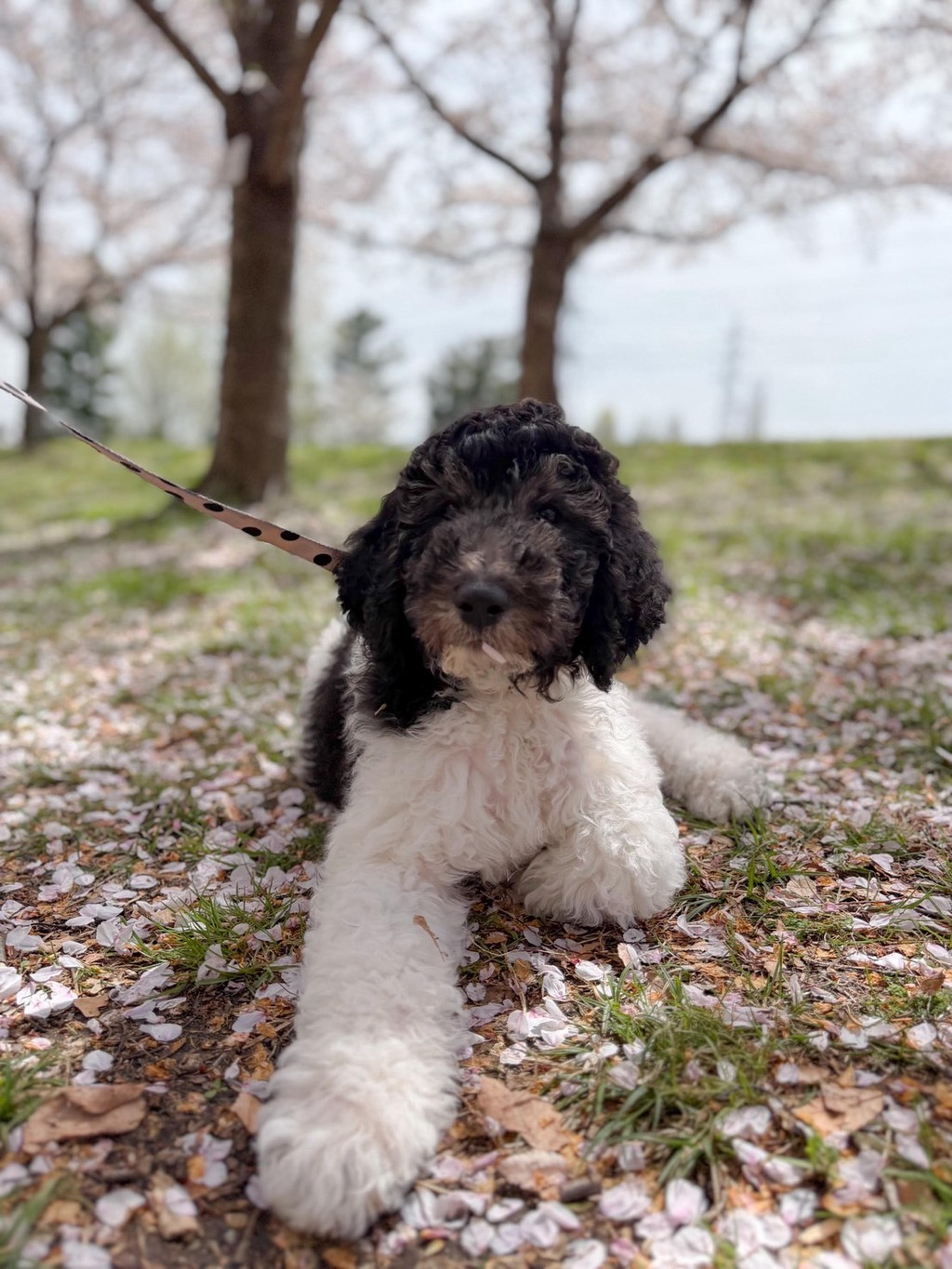 pet-image-4