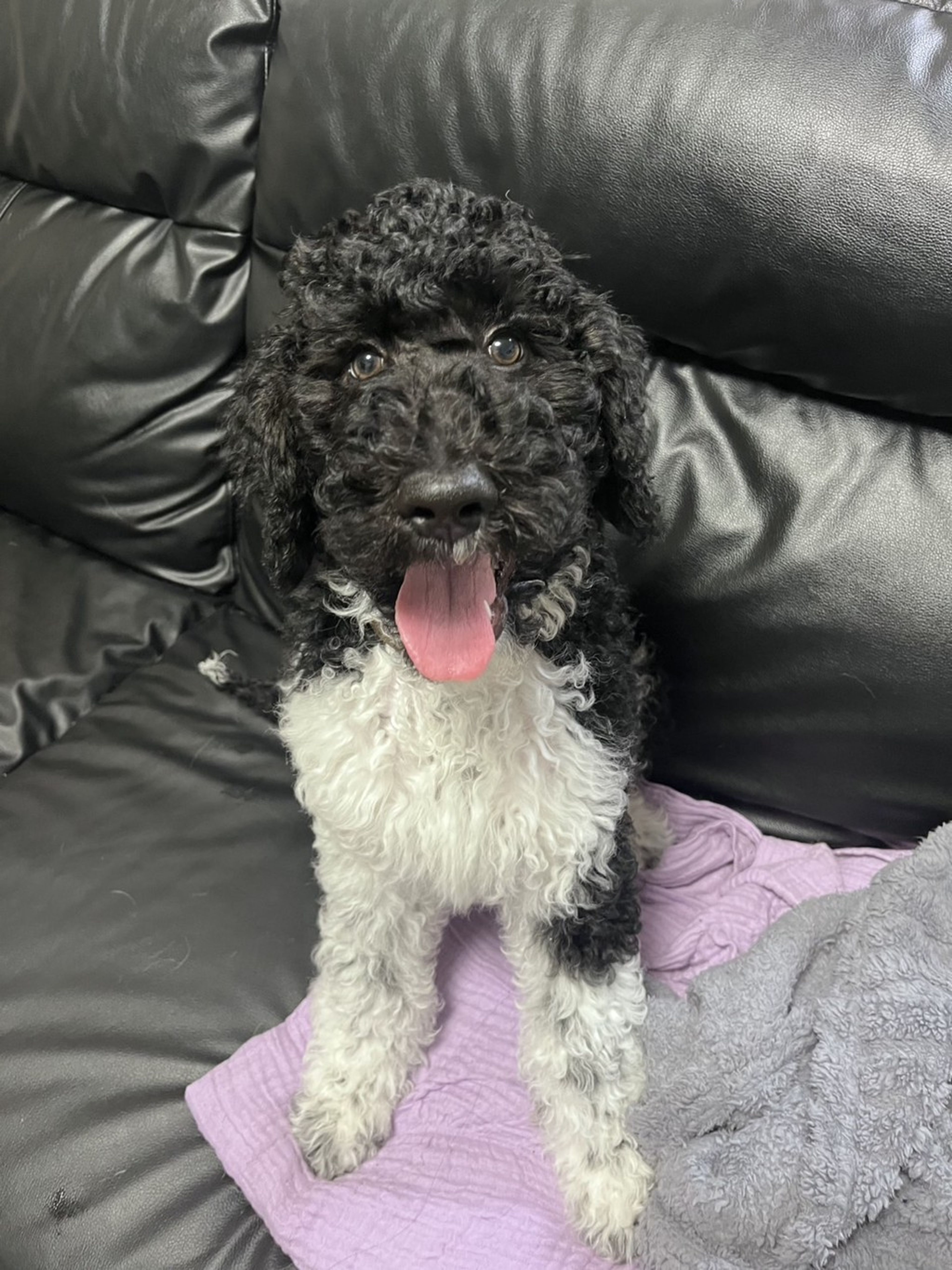 スタンダードプードル・オスの里親募集の写真