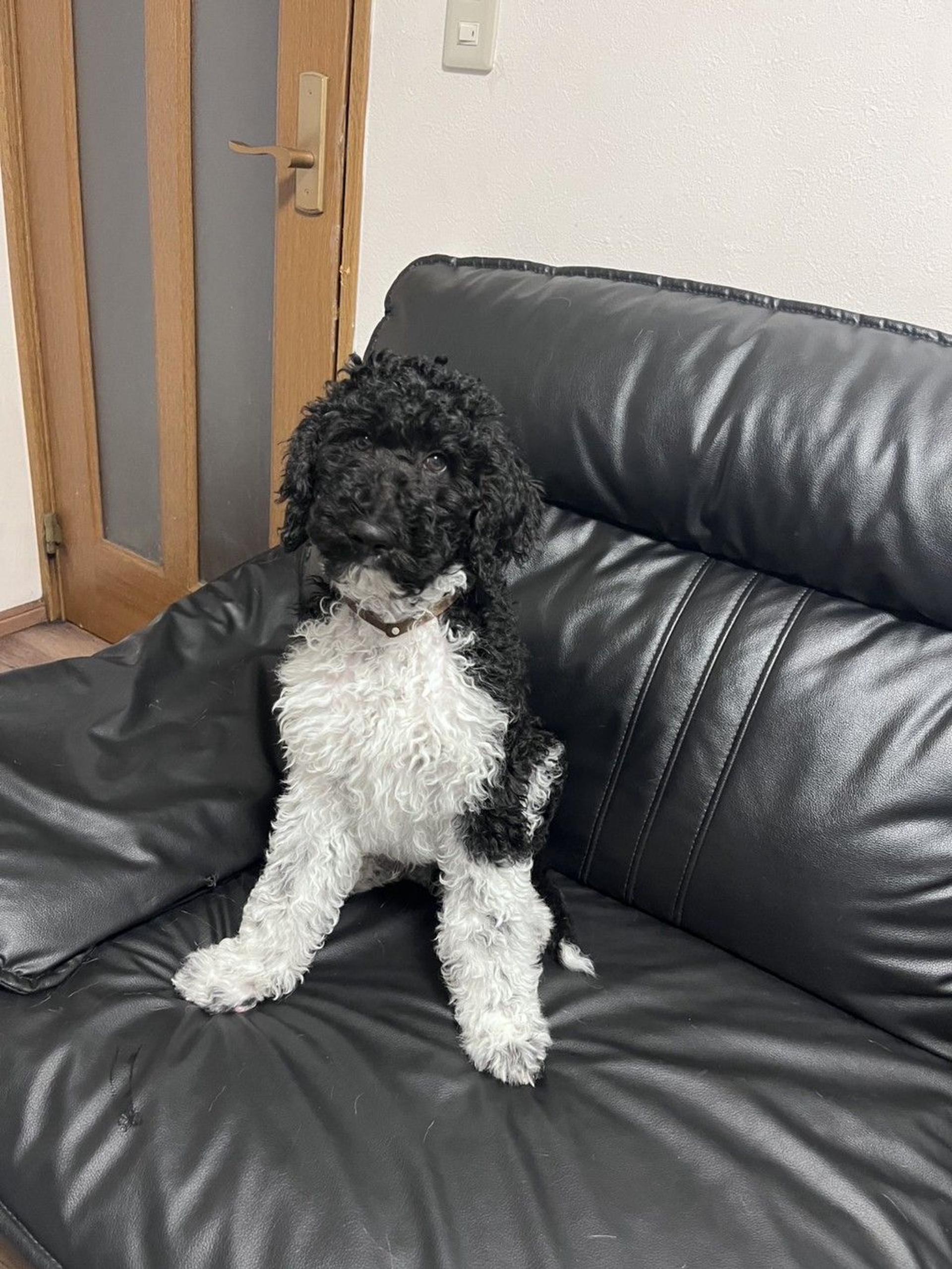 pet-image-6