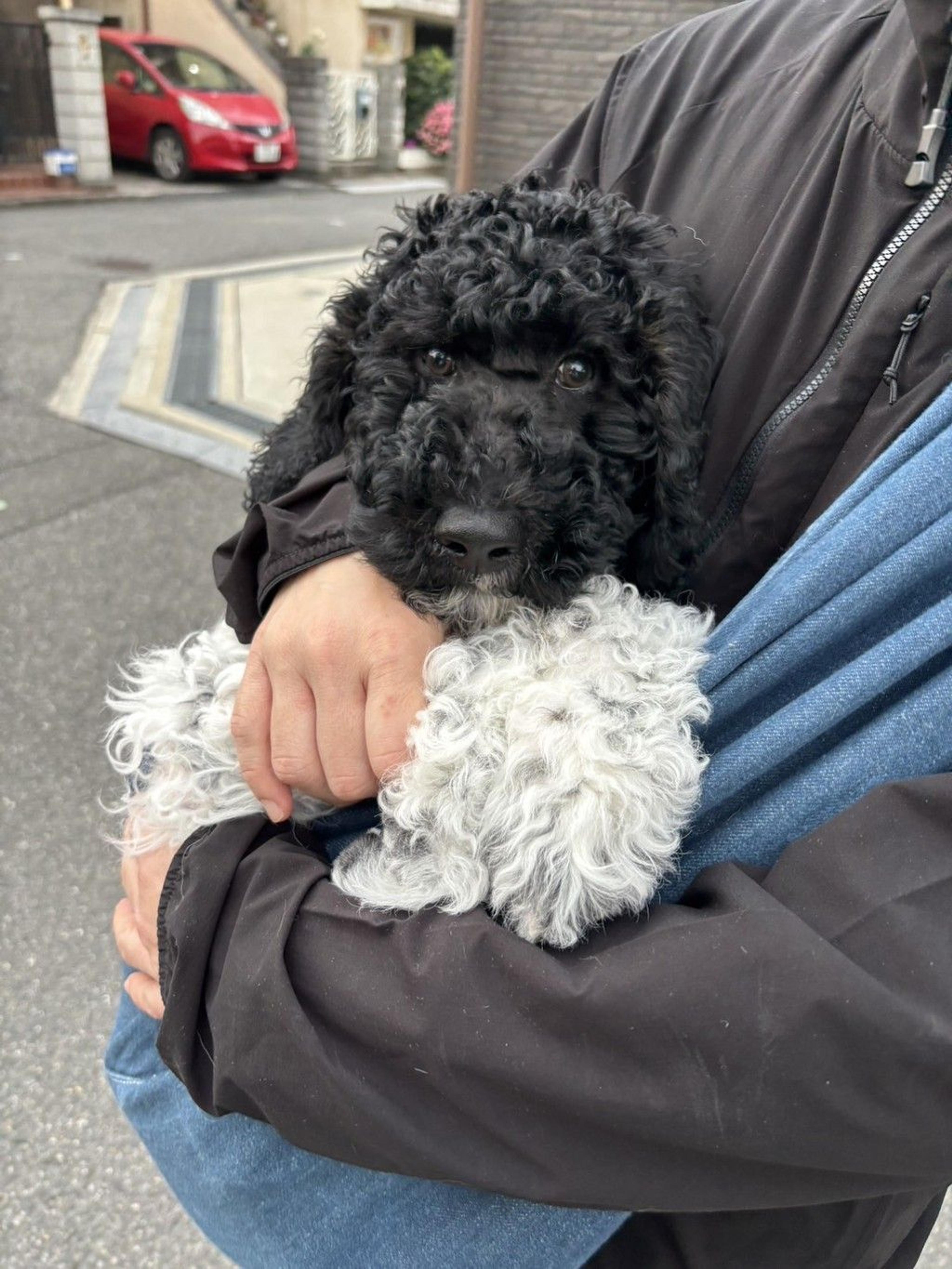 pet-image-7