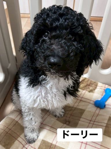 スタンダードプードル・メスの里親募集の写真