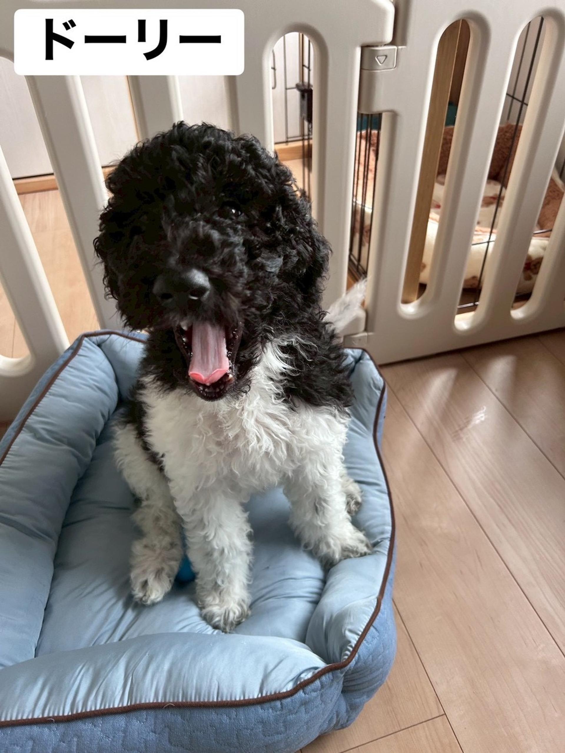 pet-image-3