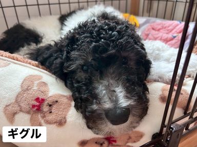 スタンダードプードル・メスの里親募集の写真