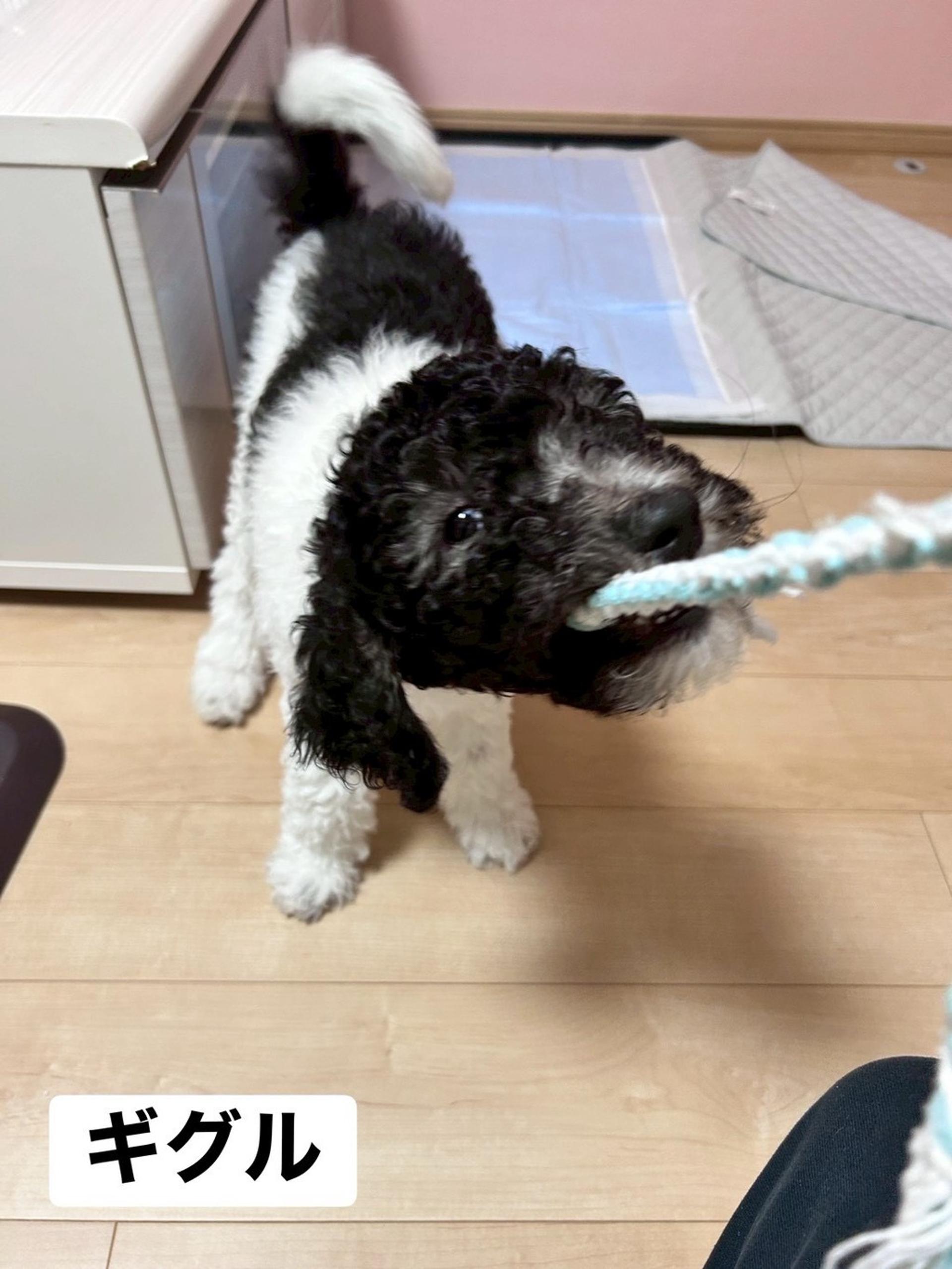 pet-image-3