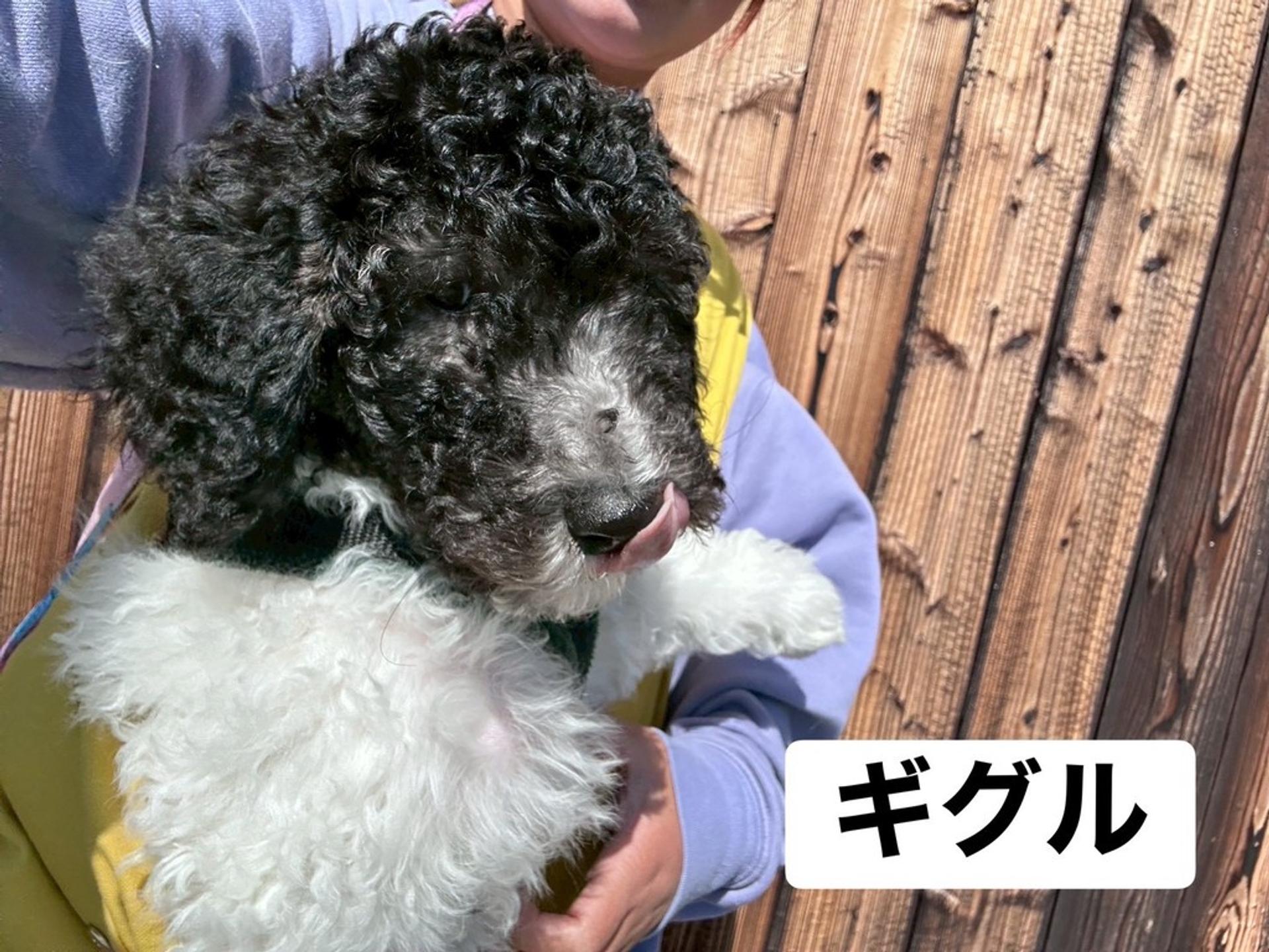pet-image-4