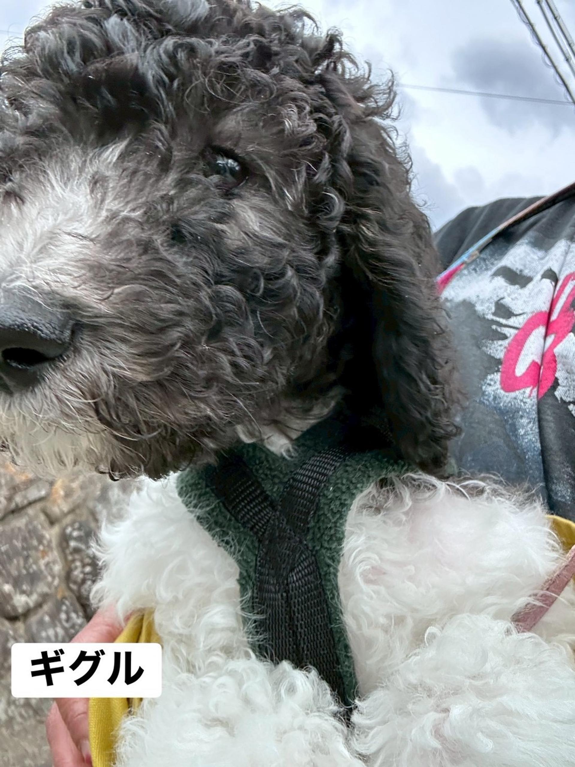 pet-image-7