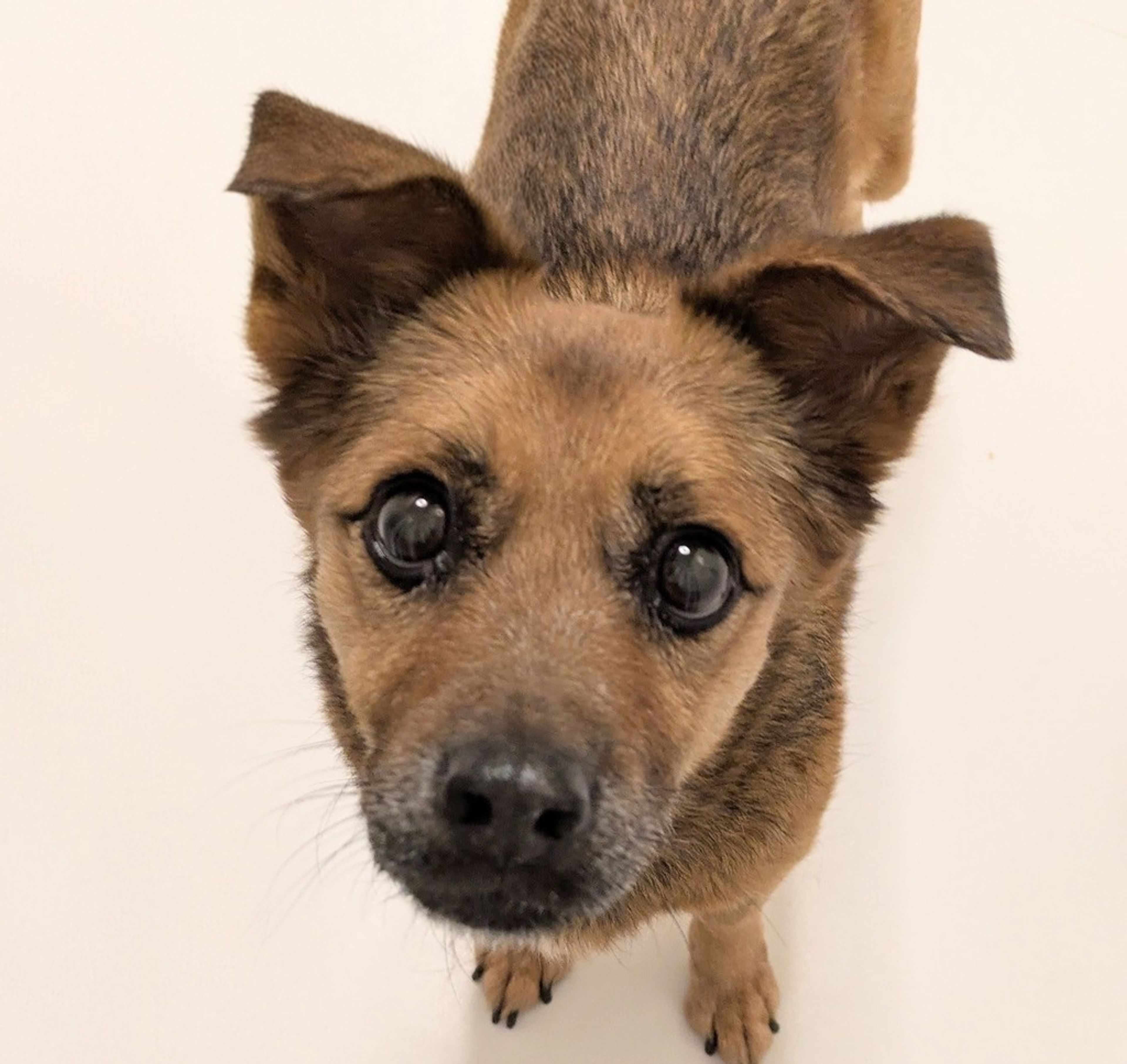 雑種（ミックス犬）・メスの里親募集の写真