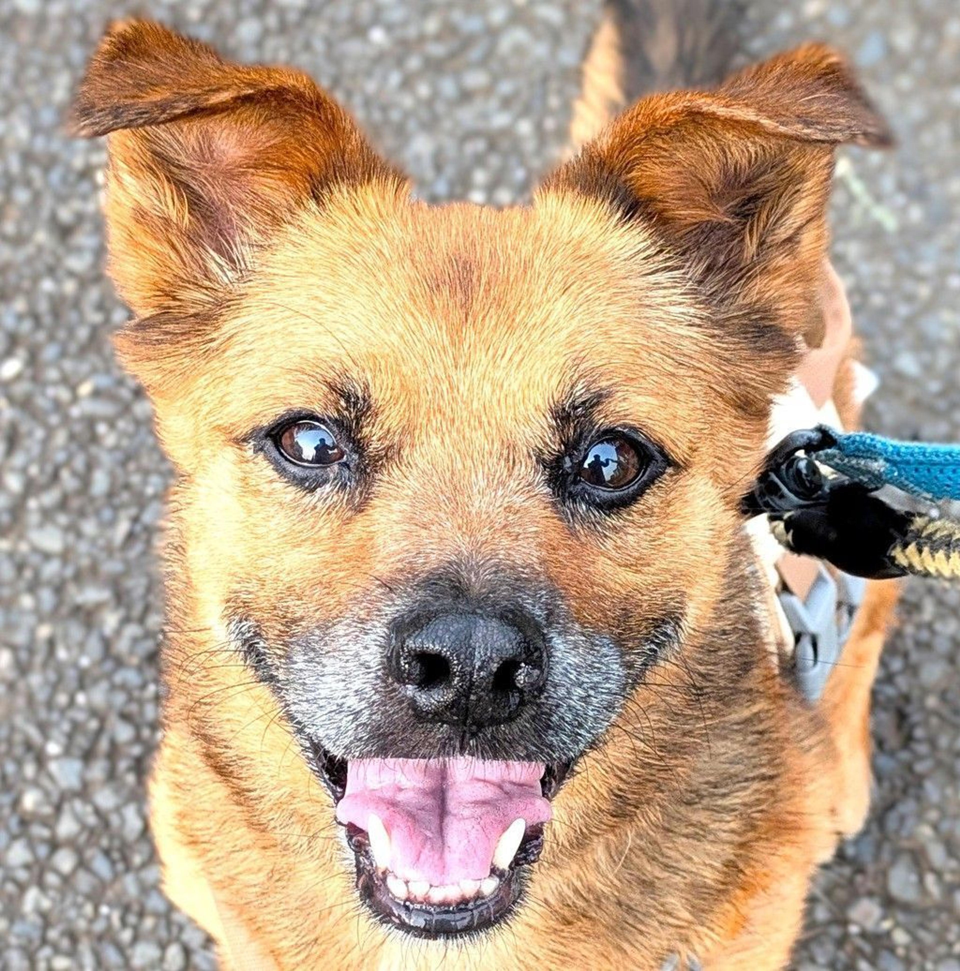 pet-image-2