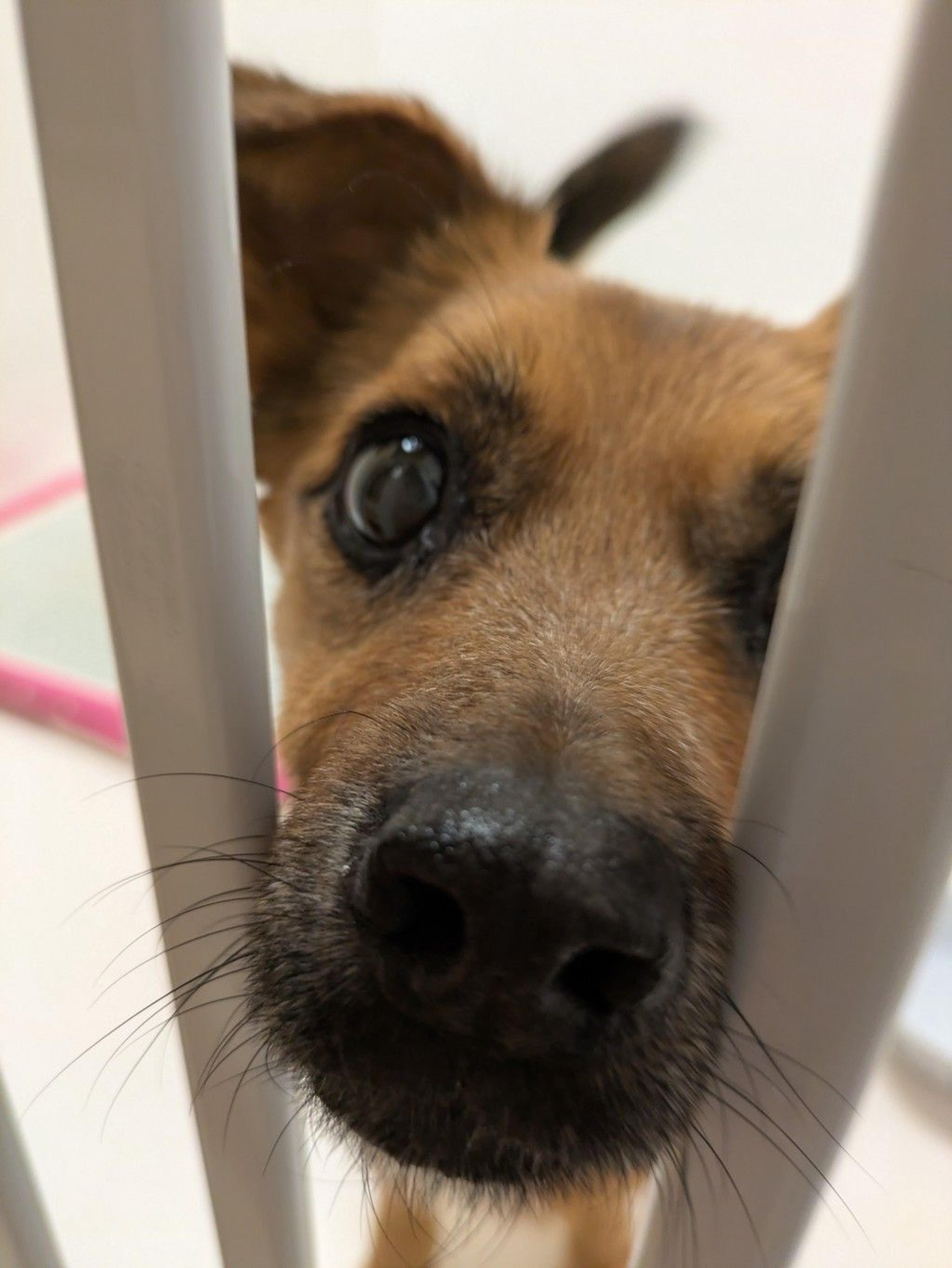 pet-image-4