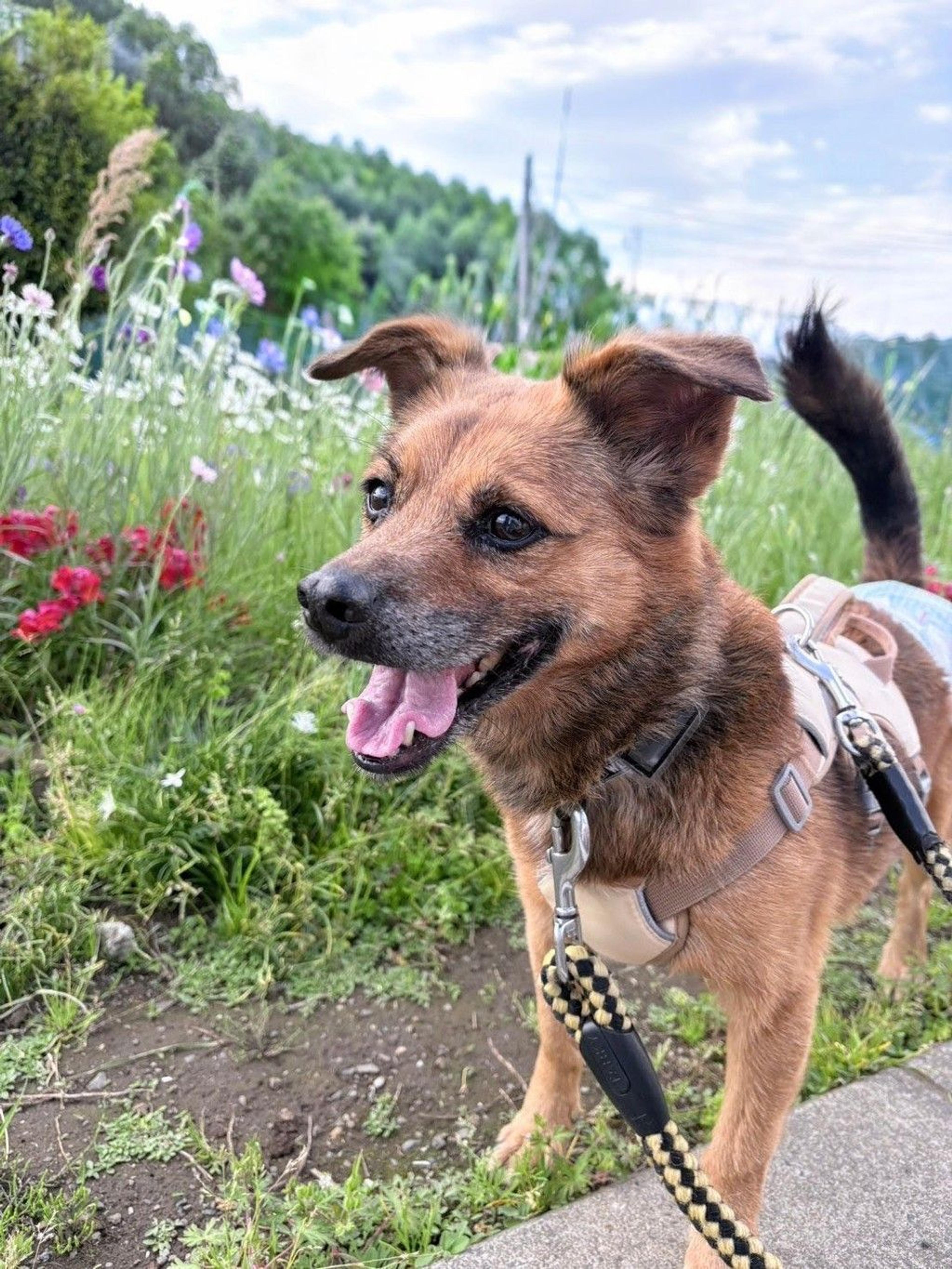 pet-image-6