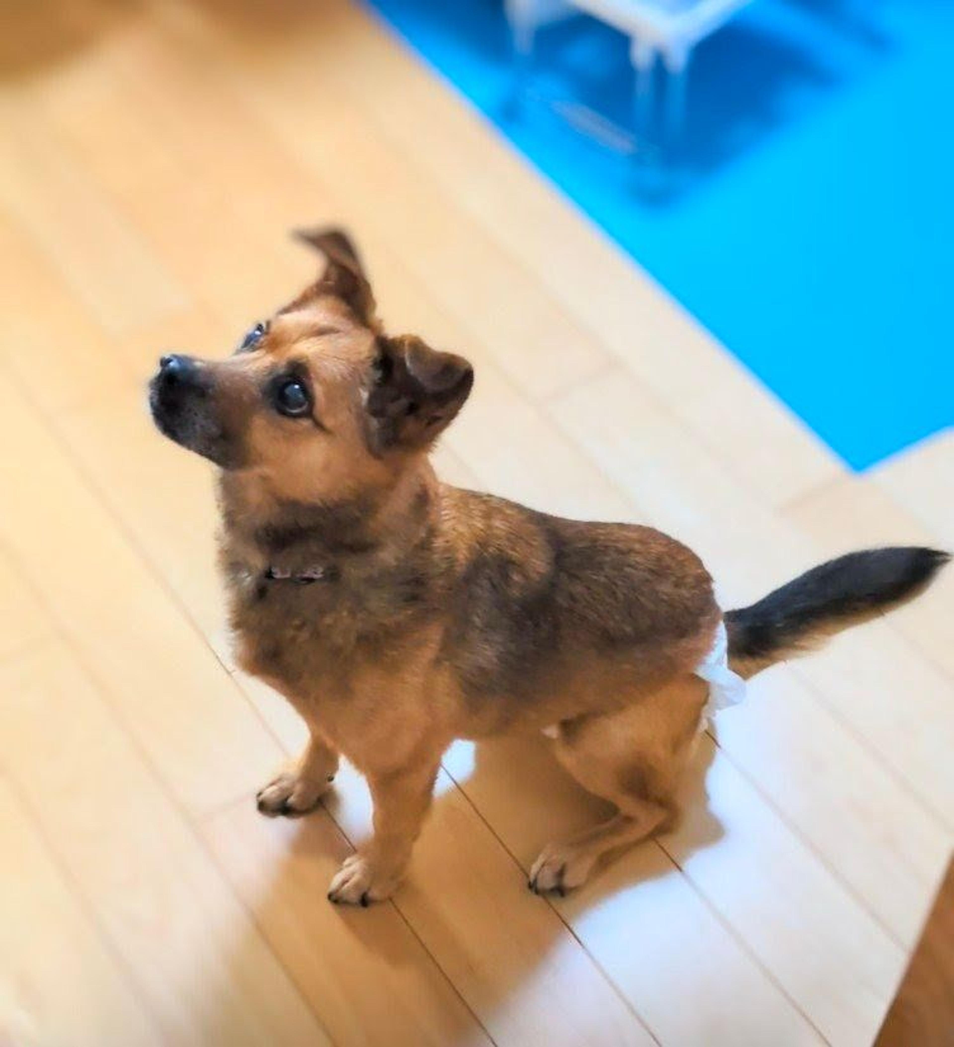 pet-image-8