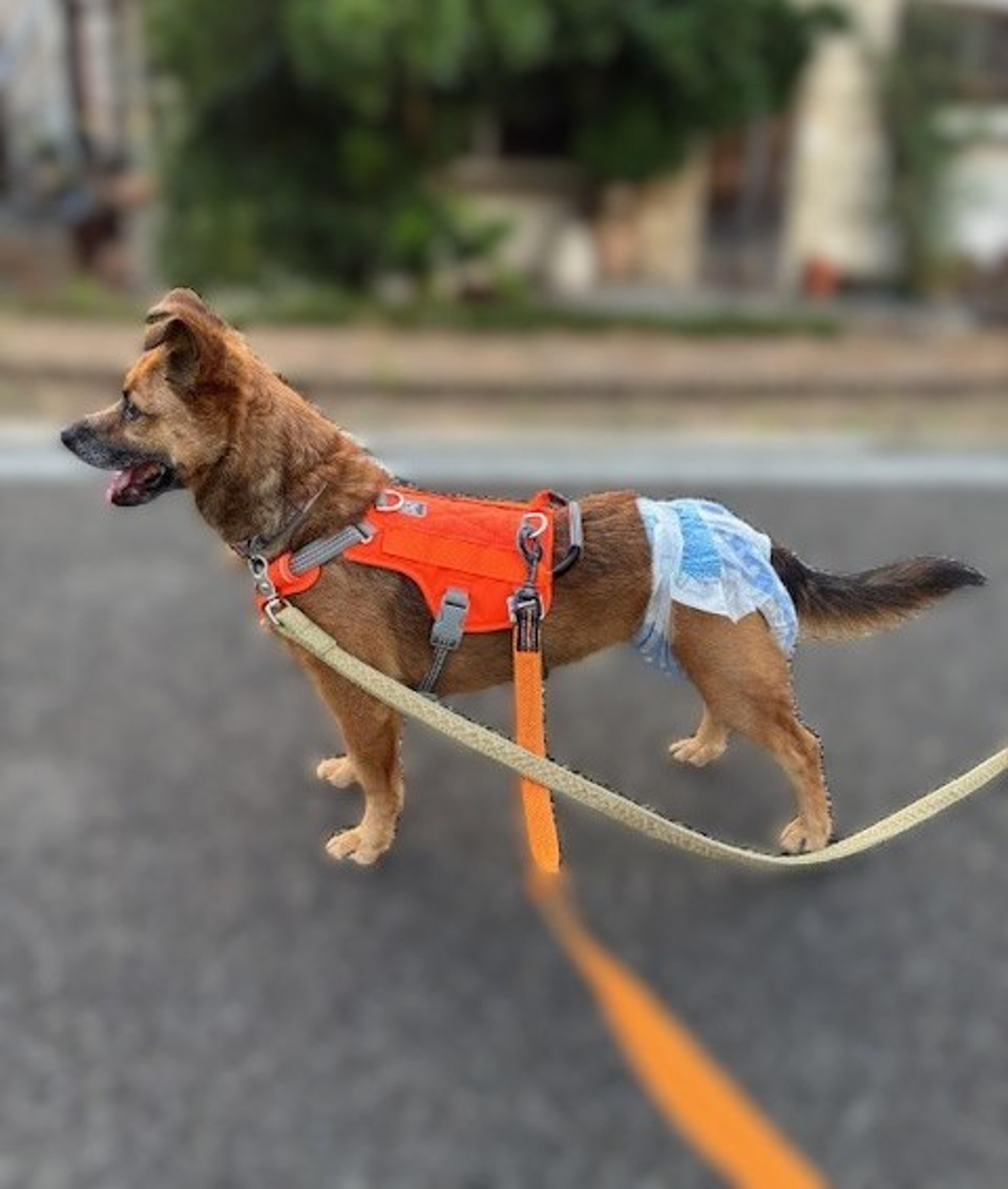 pet-image-9