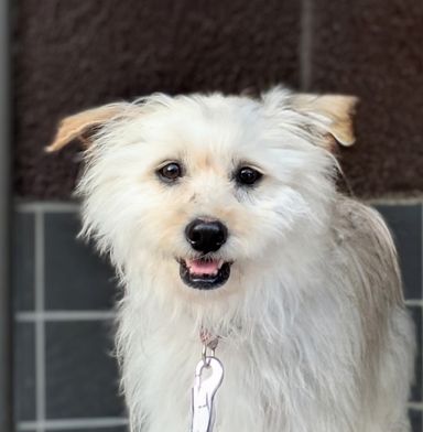 雑種（ミックス犬）・メスの里親募集の写真