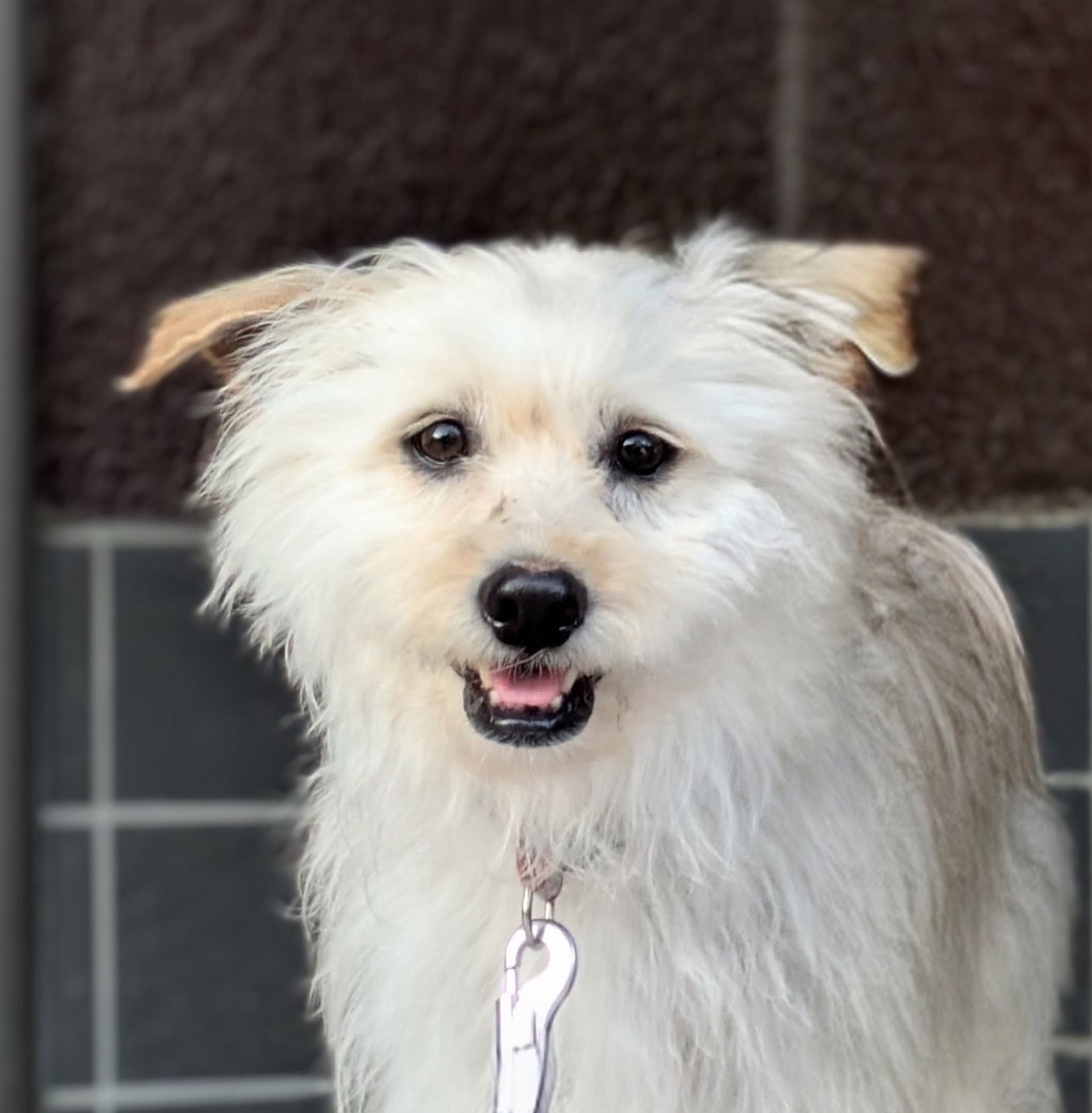雑種（ミックス犬）・メスの里親募集の写真