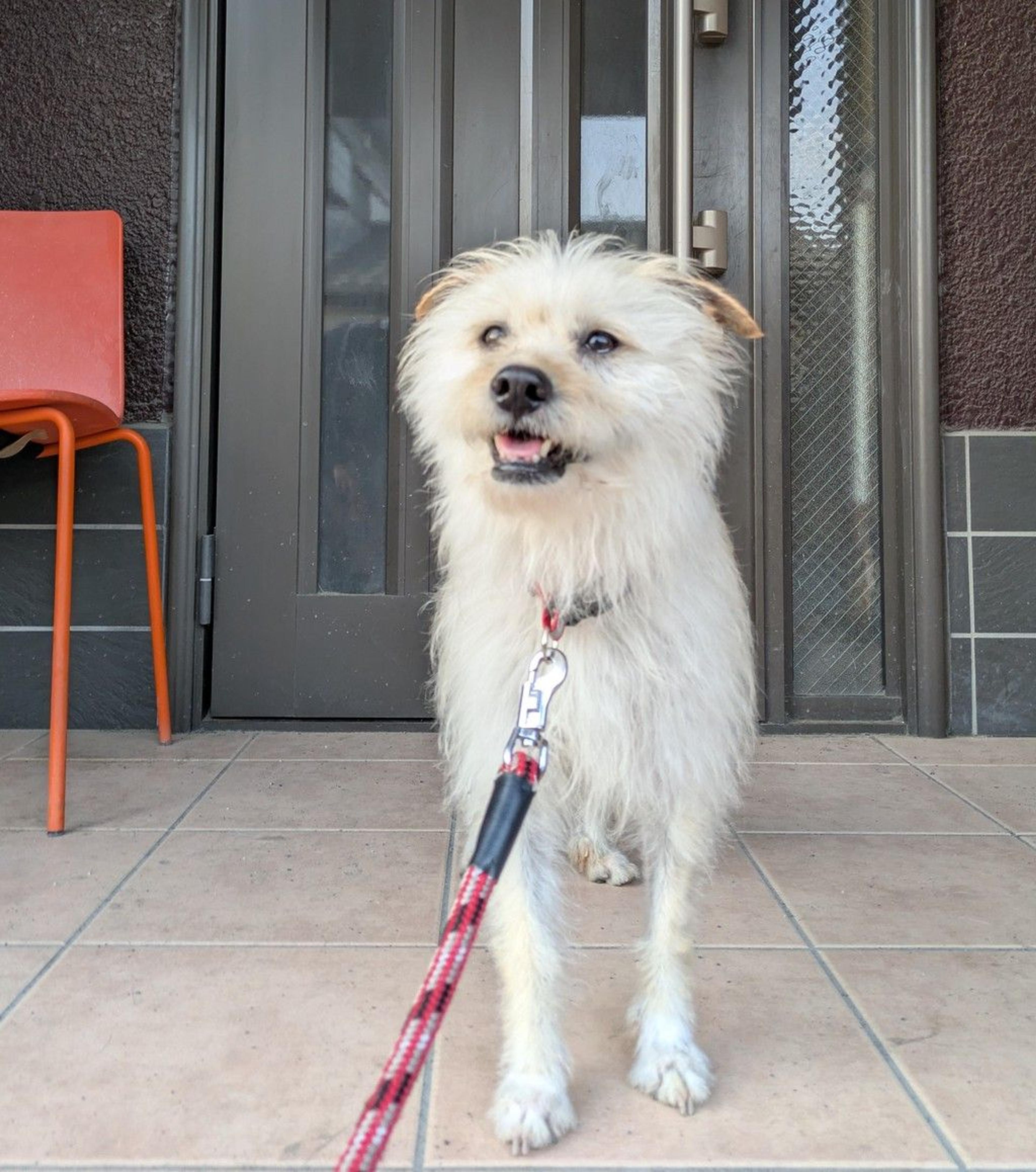 pet-image-3