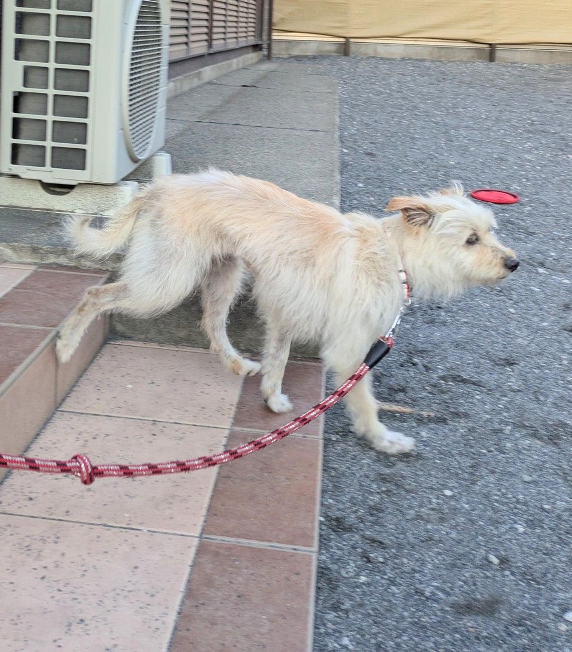 pet-image-5