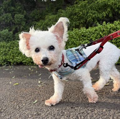 ビション・フリーゼ・オスの里親募集の写真