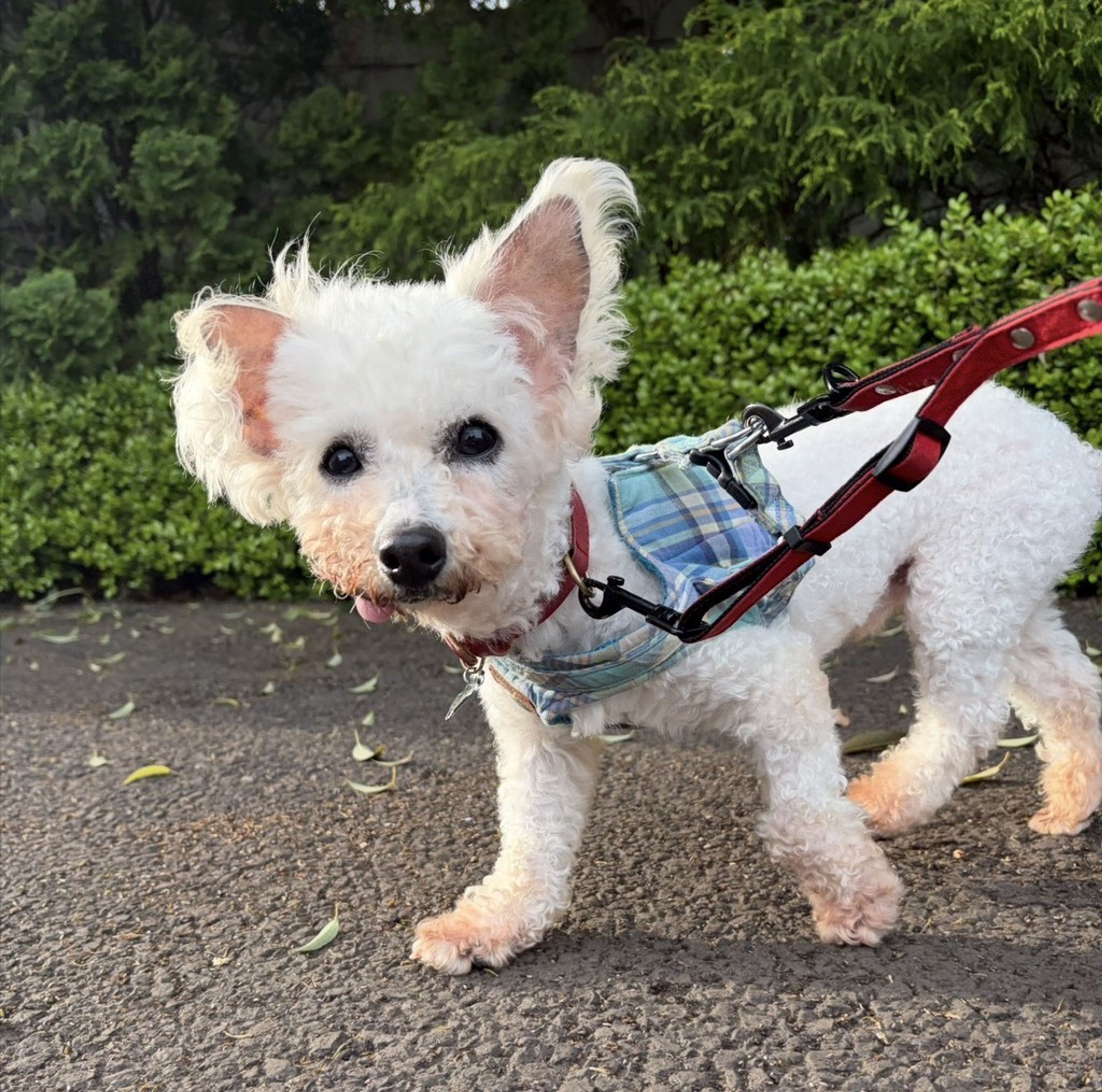 ビション・フリーゼ・オスの里親募集の写真