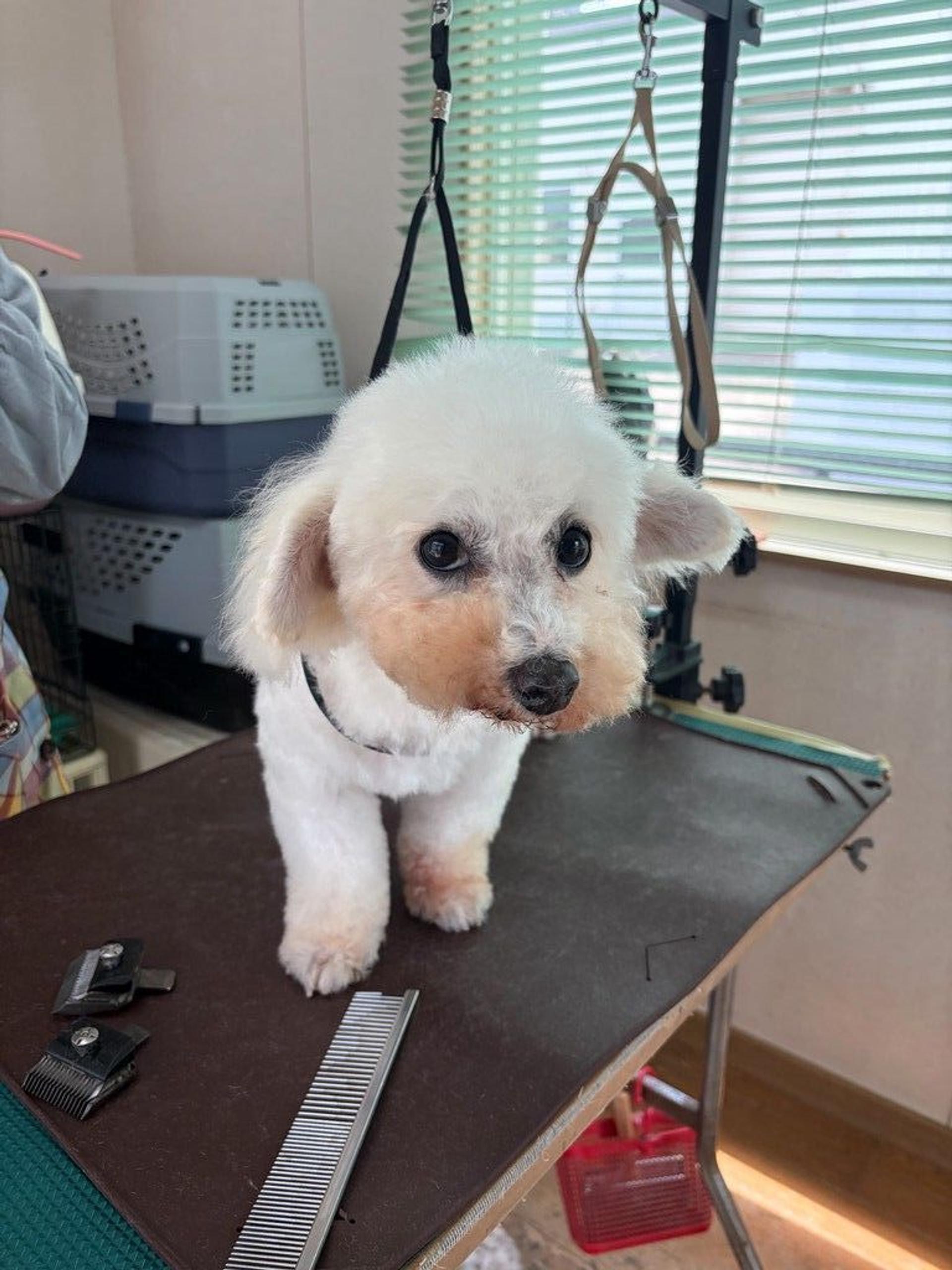 pet-image-6