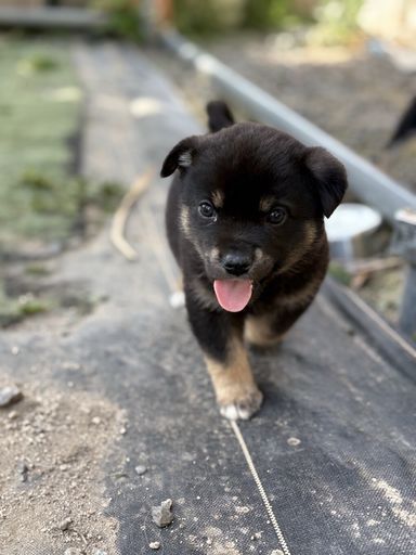 雑種（ミックス犬）・オスの里親募集の写真