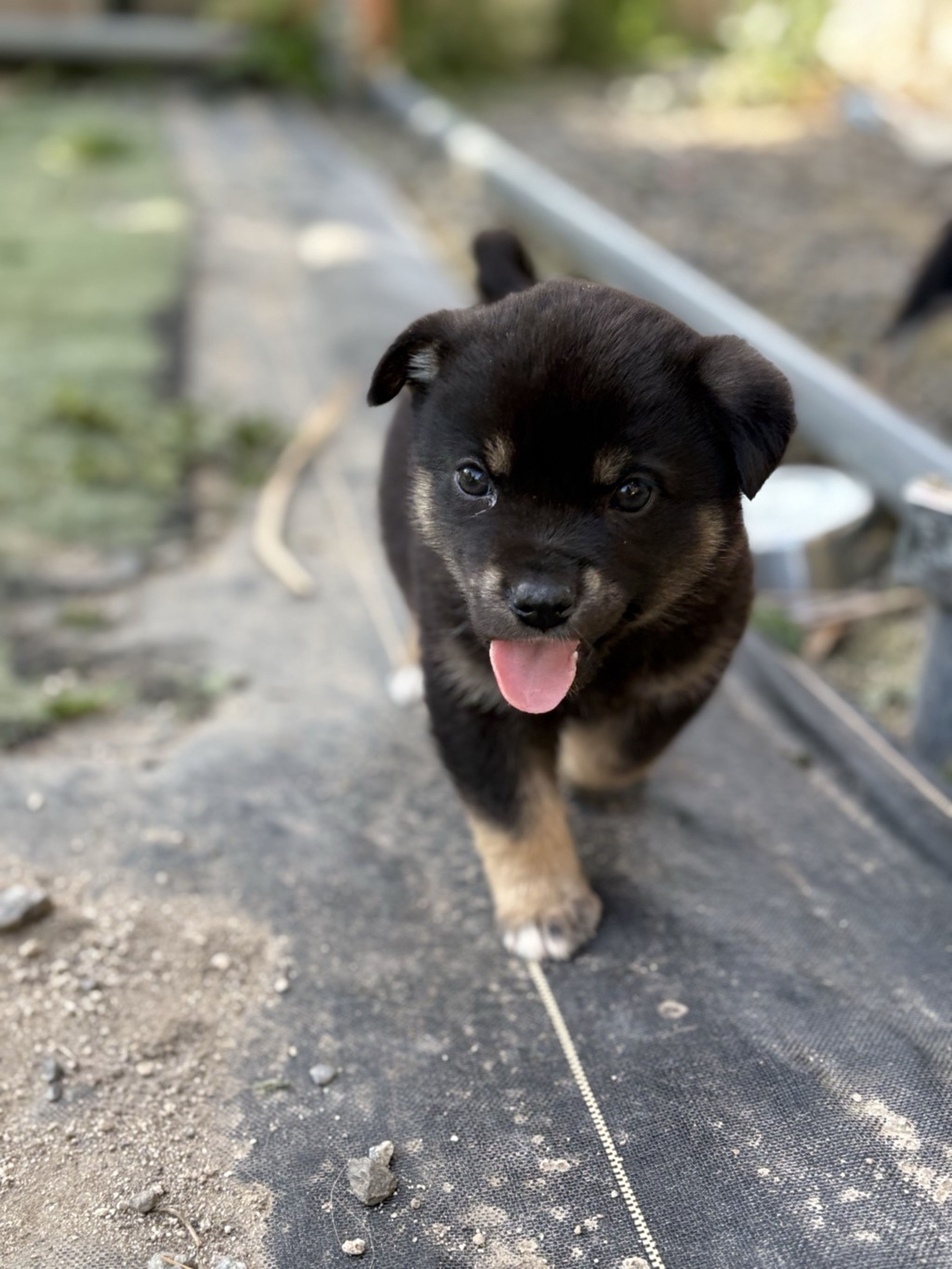 雑種（ミックス犬）・オスの里親募集の写真