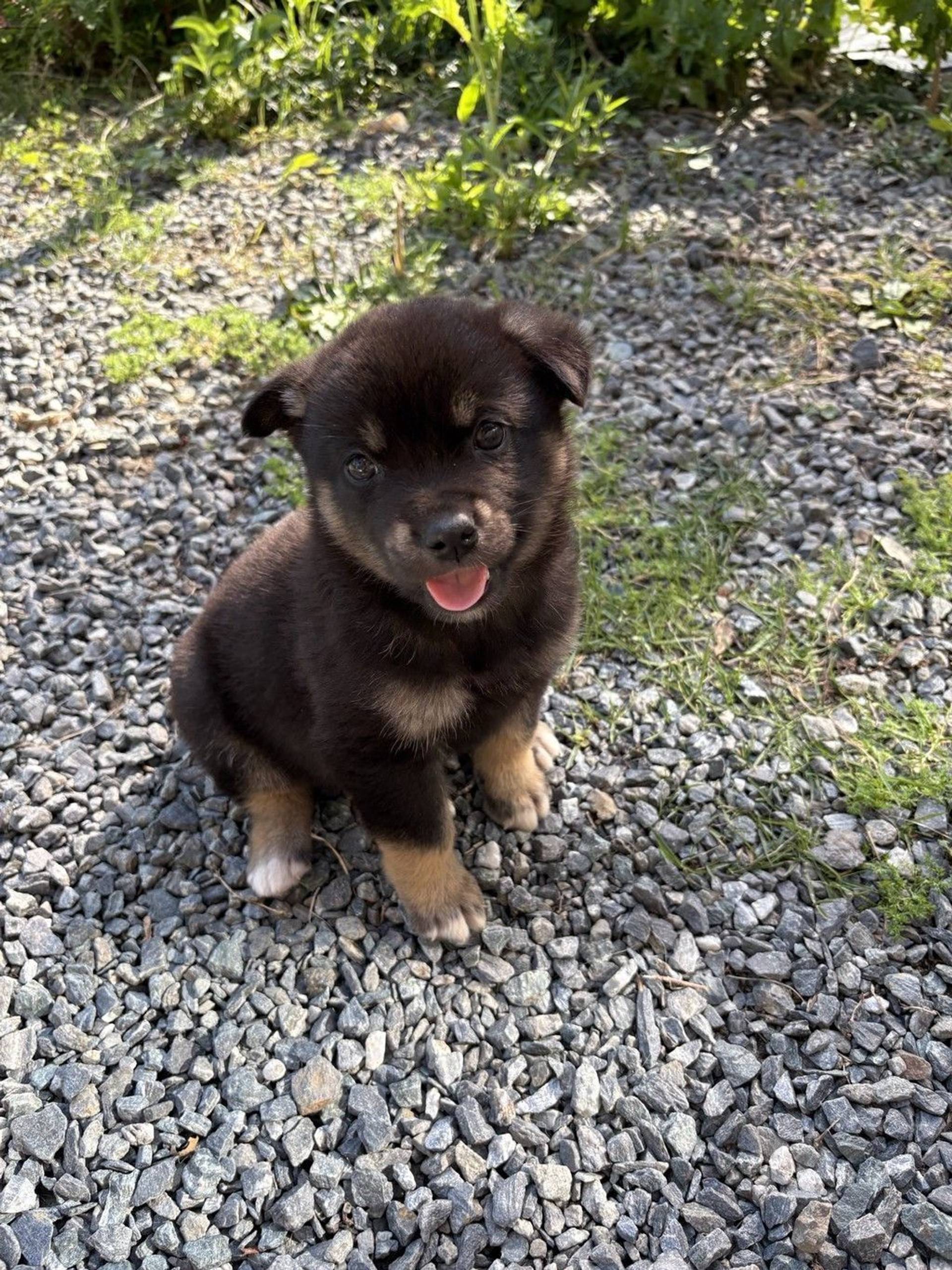 雑種（ミックス犬）・オスの里親募集の写真