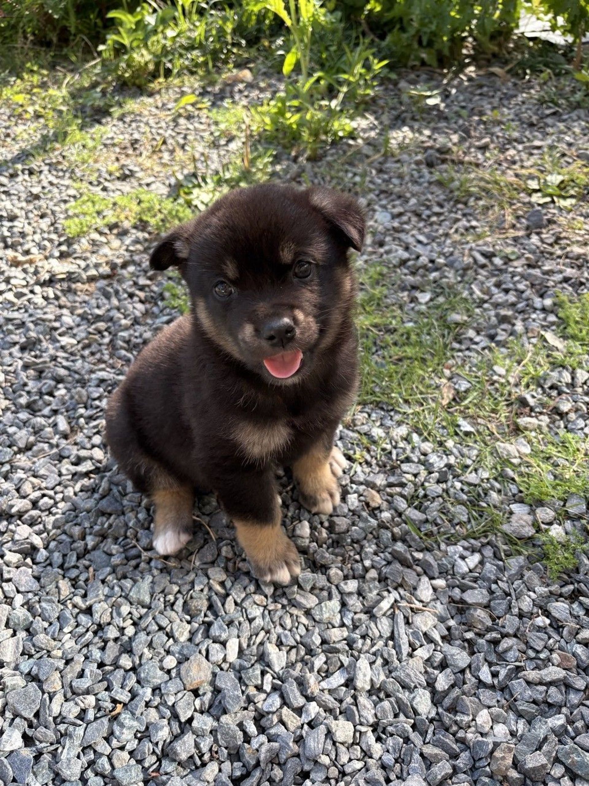 雑種（ミックス犬）・オスの里親募集の写真