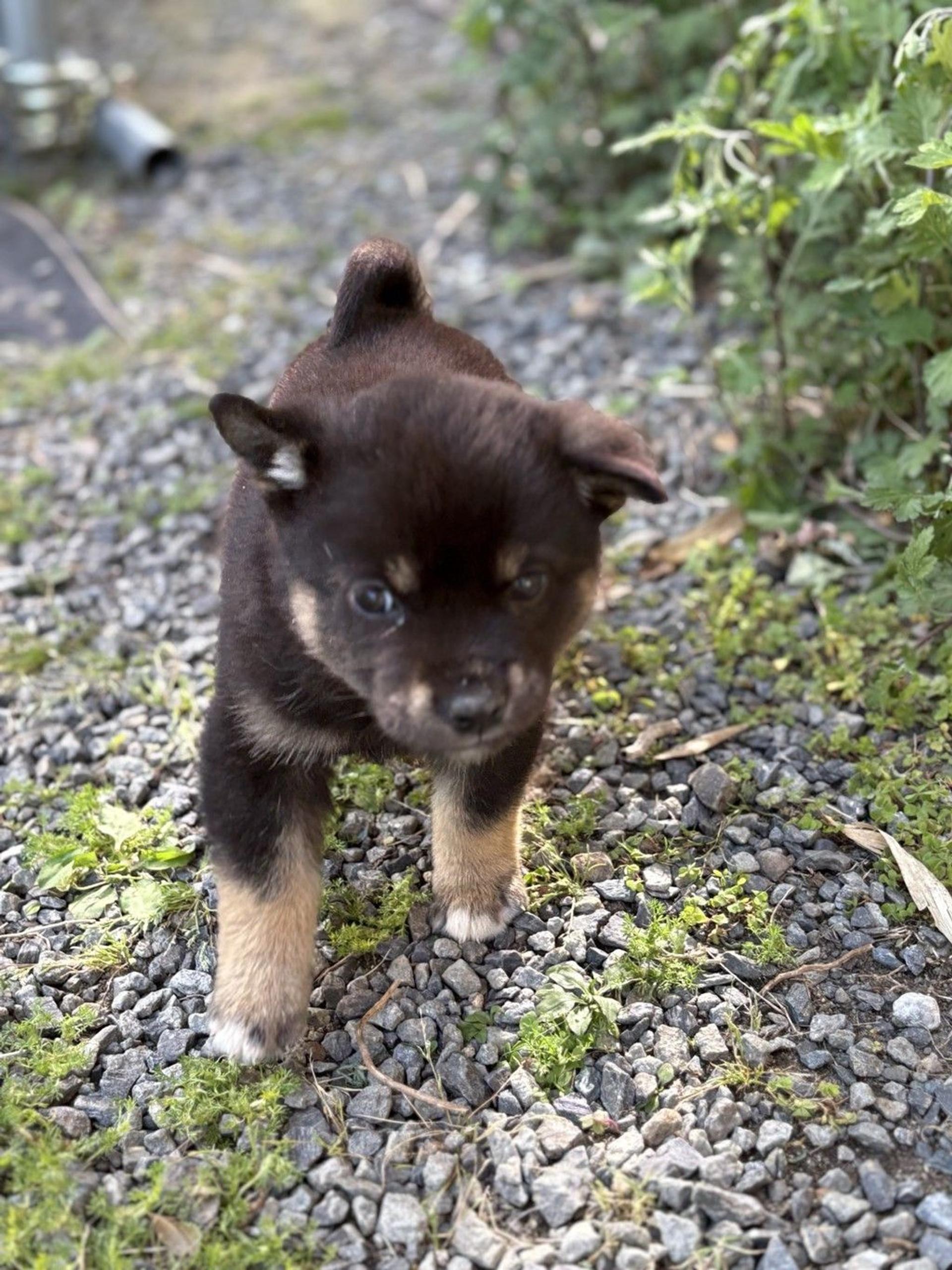 pet-image-2
