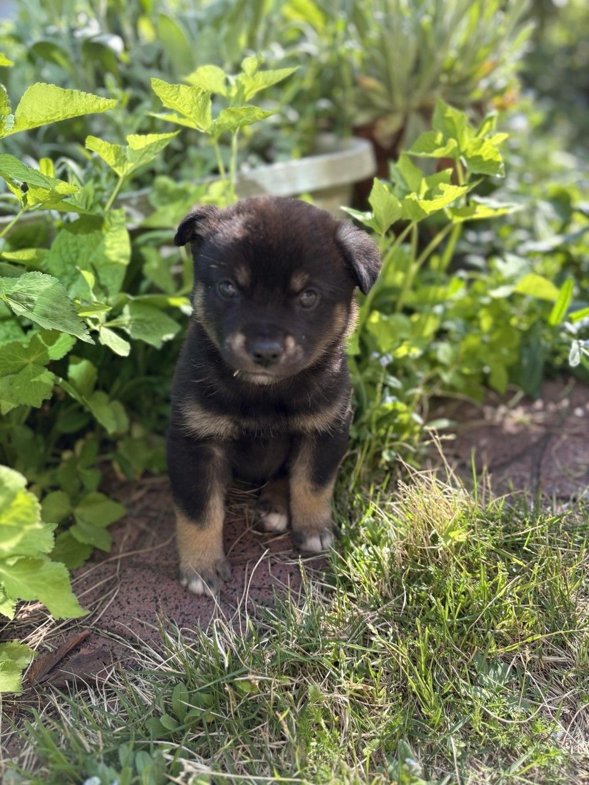 pet-image-3