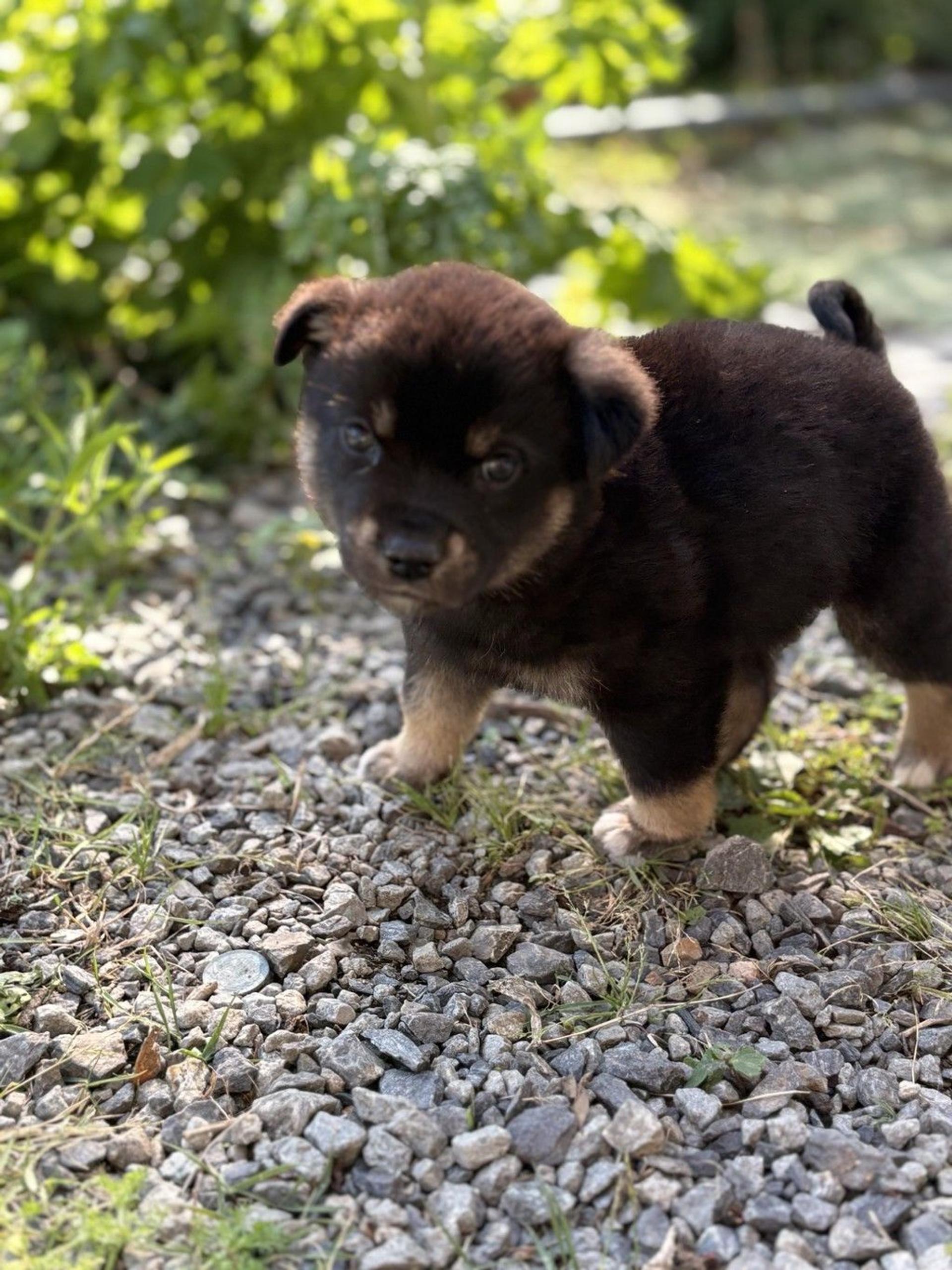 pet-image-4