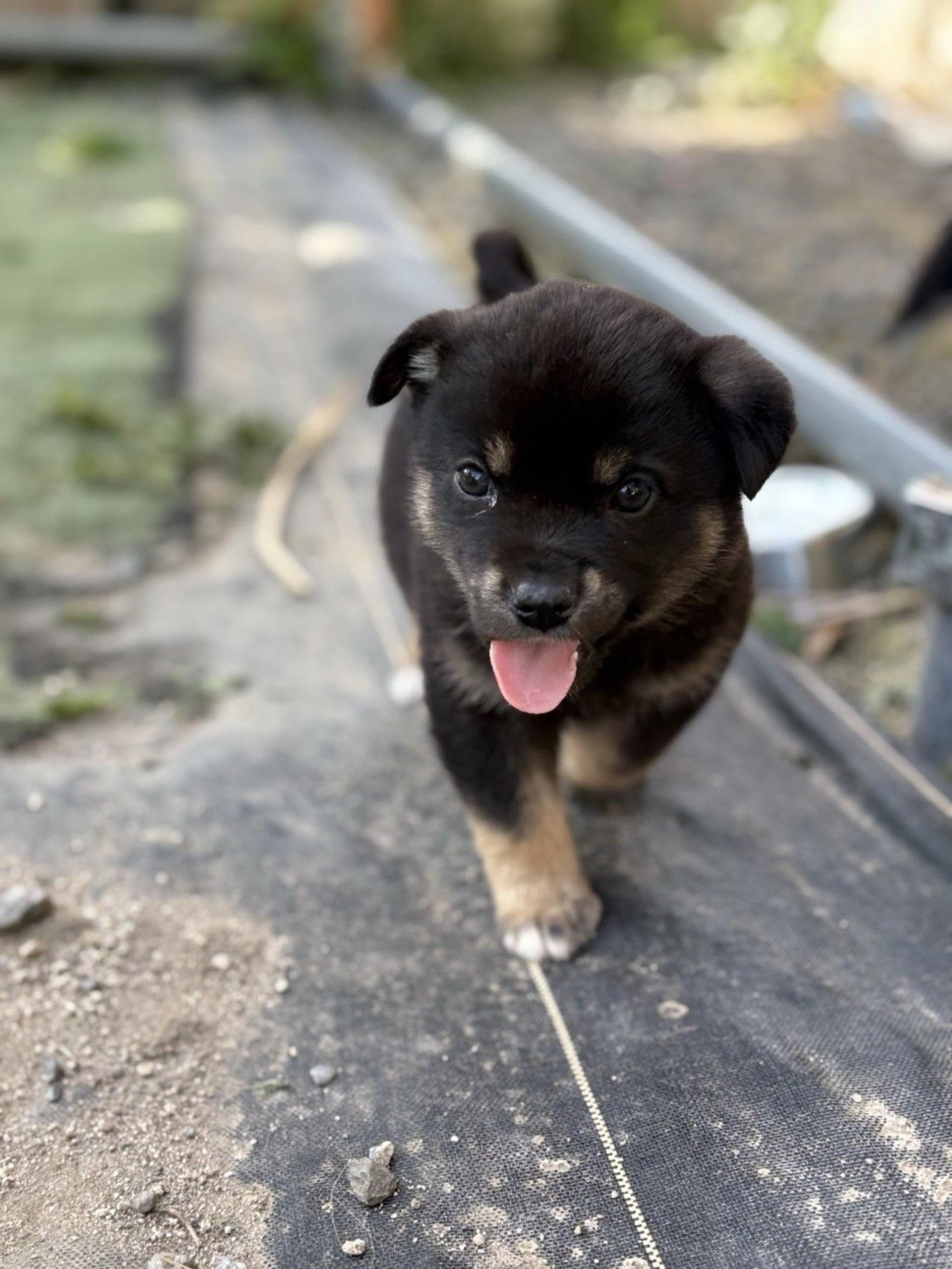 pet-image-5