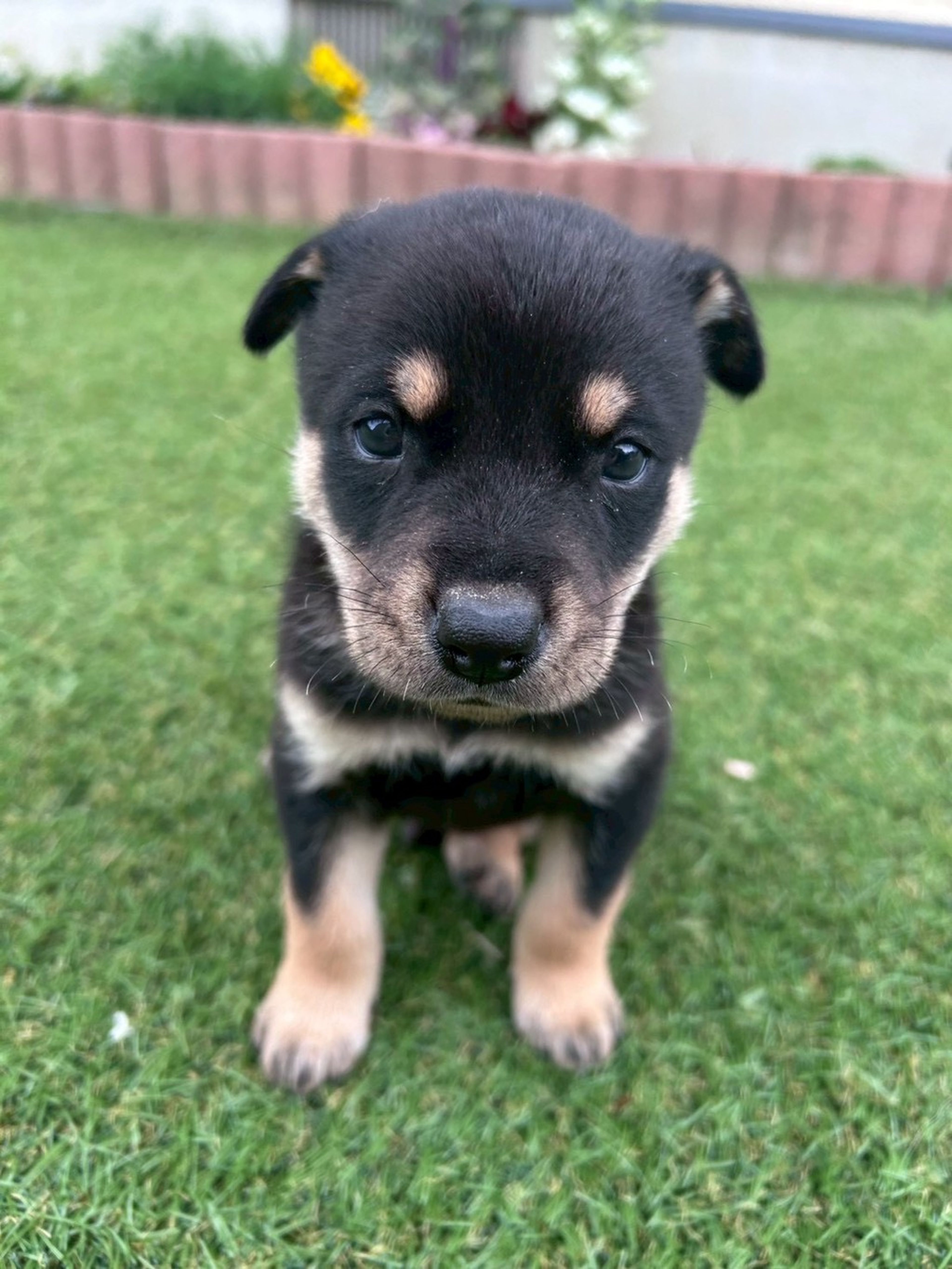 雑種（ミックス犬）・オスの里親募集の写真