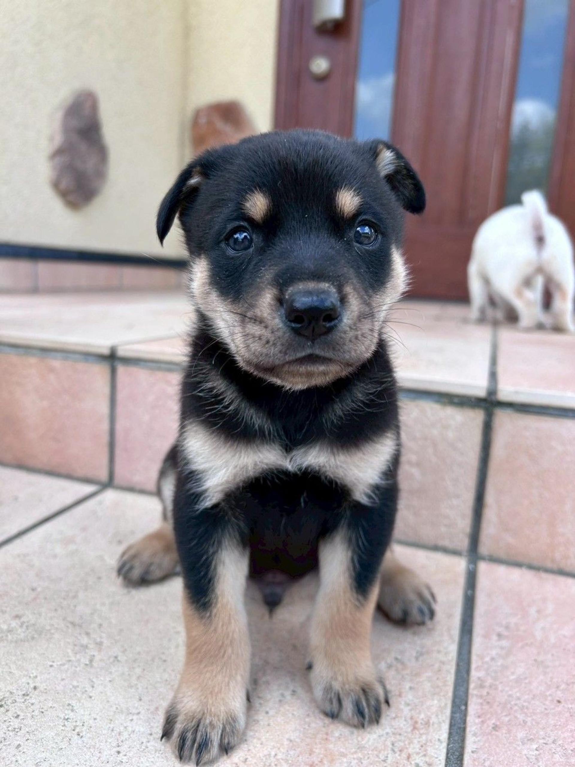 pet-image-2