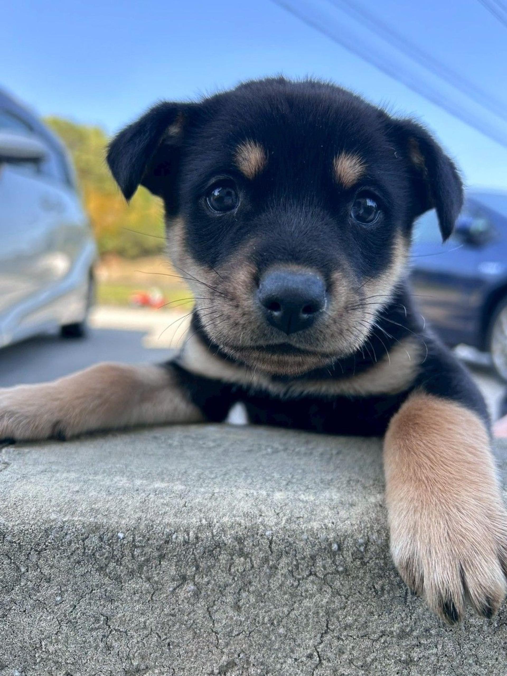 pet-image-4