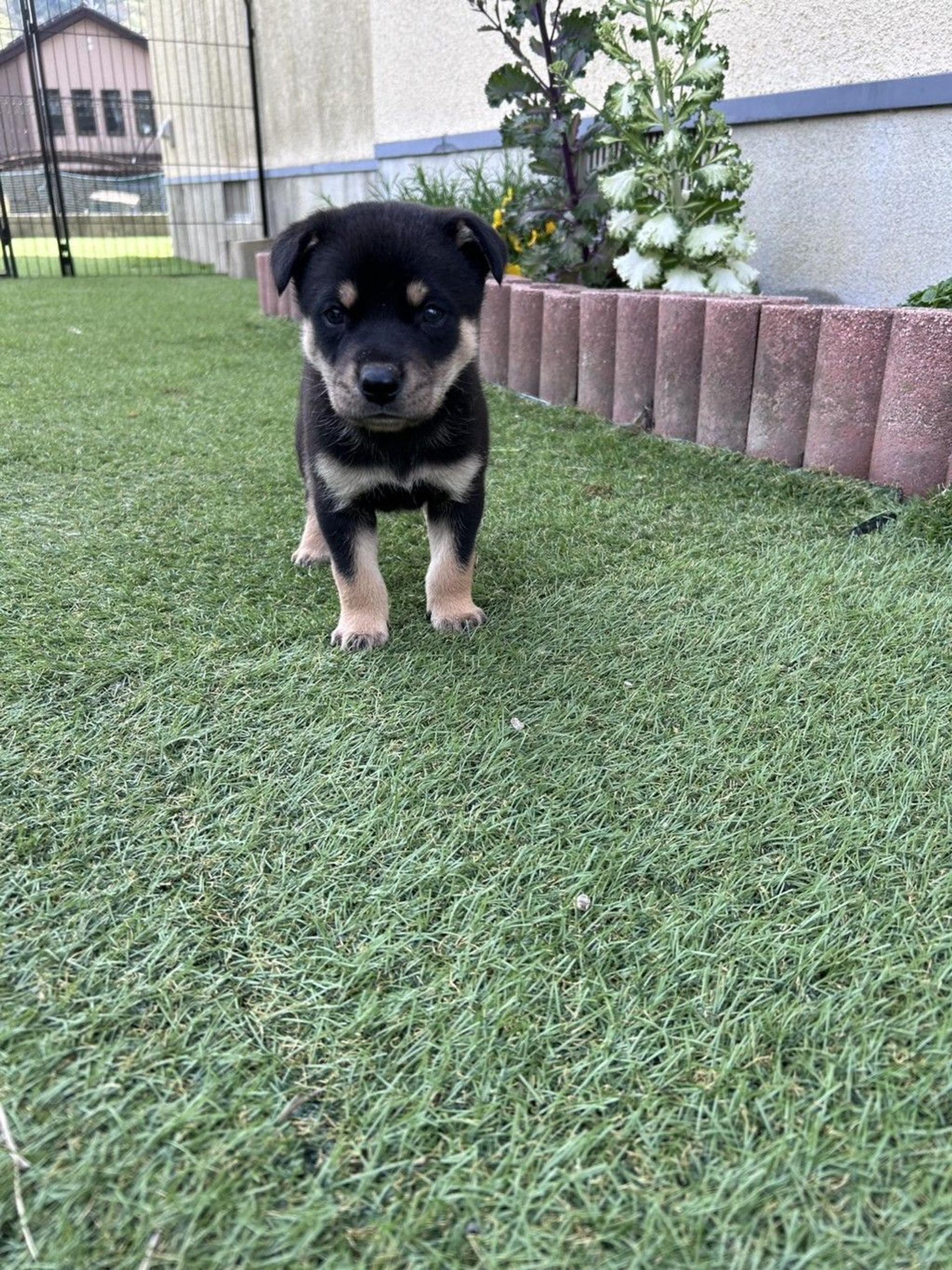 pet-image-5