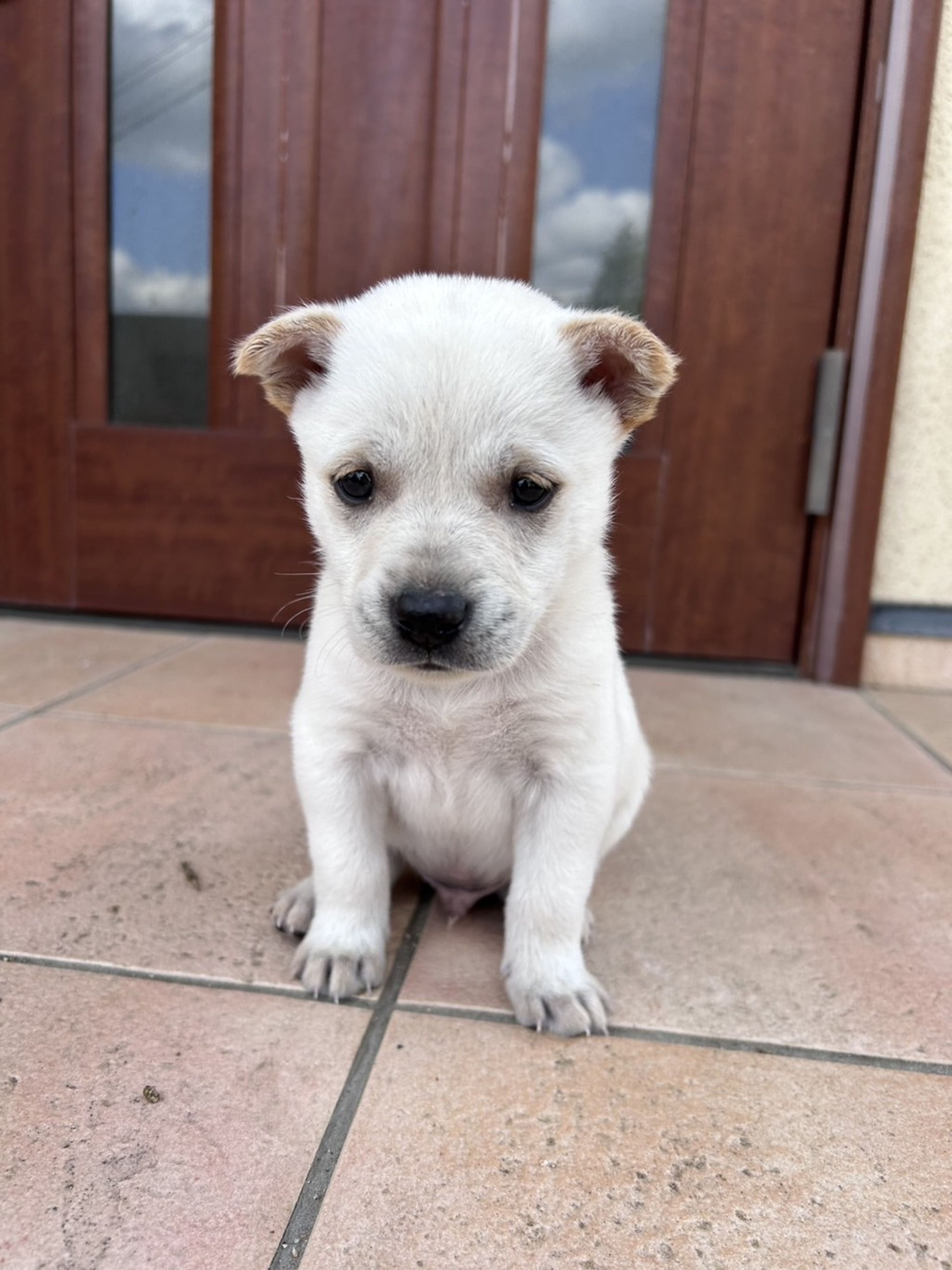 雑種（ミックス犬）・オスの里親募集の写真